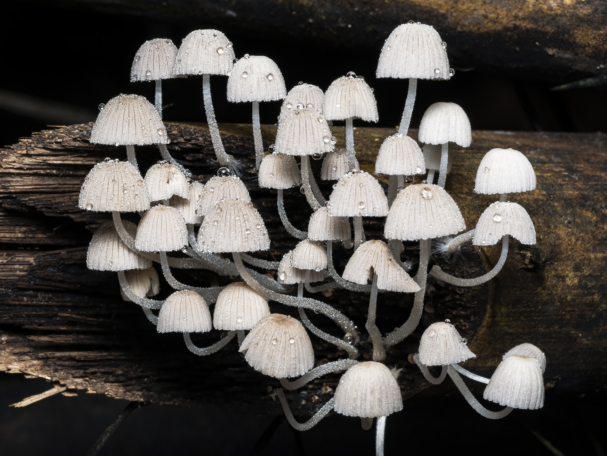 Read more about the article Fairy Inkcaps