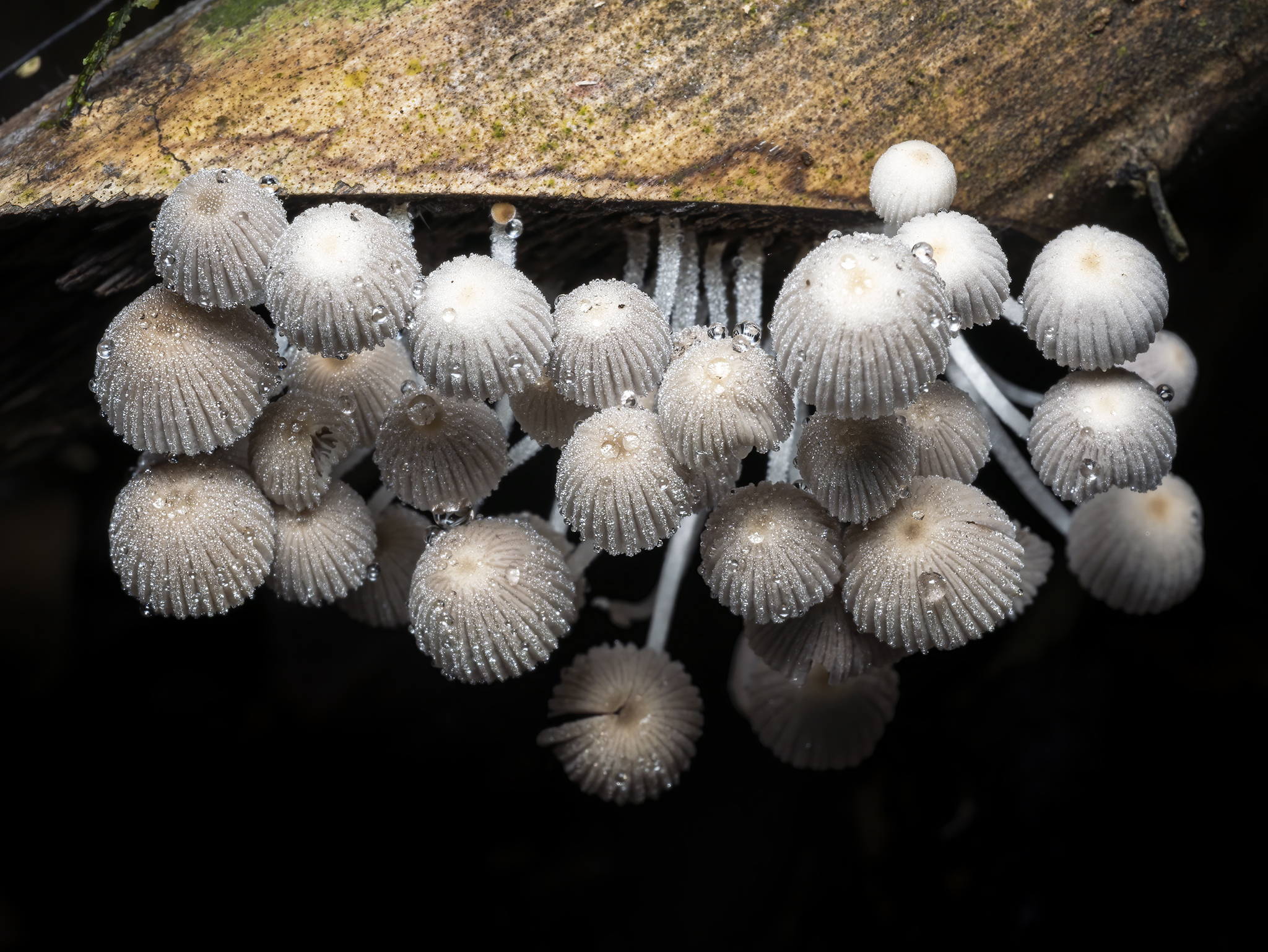 You are currently viewing Fairy Inkcaps