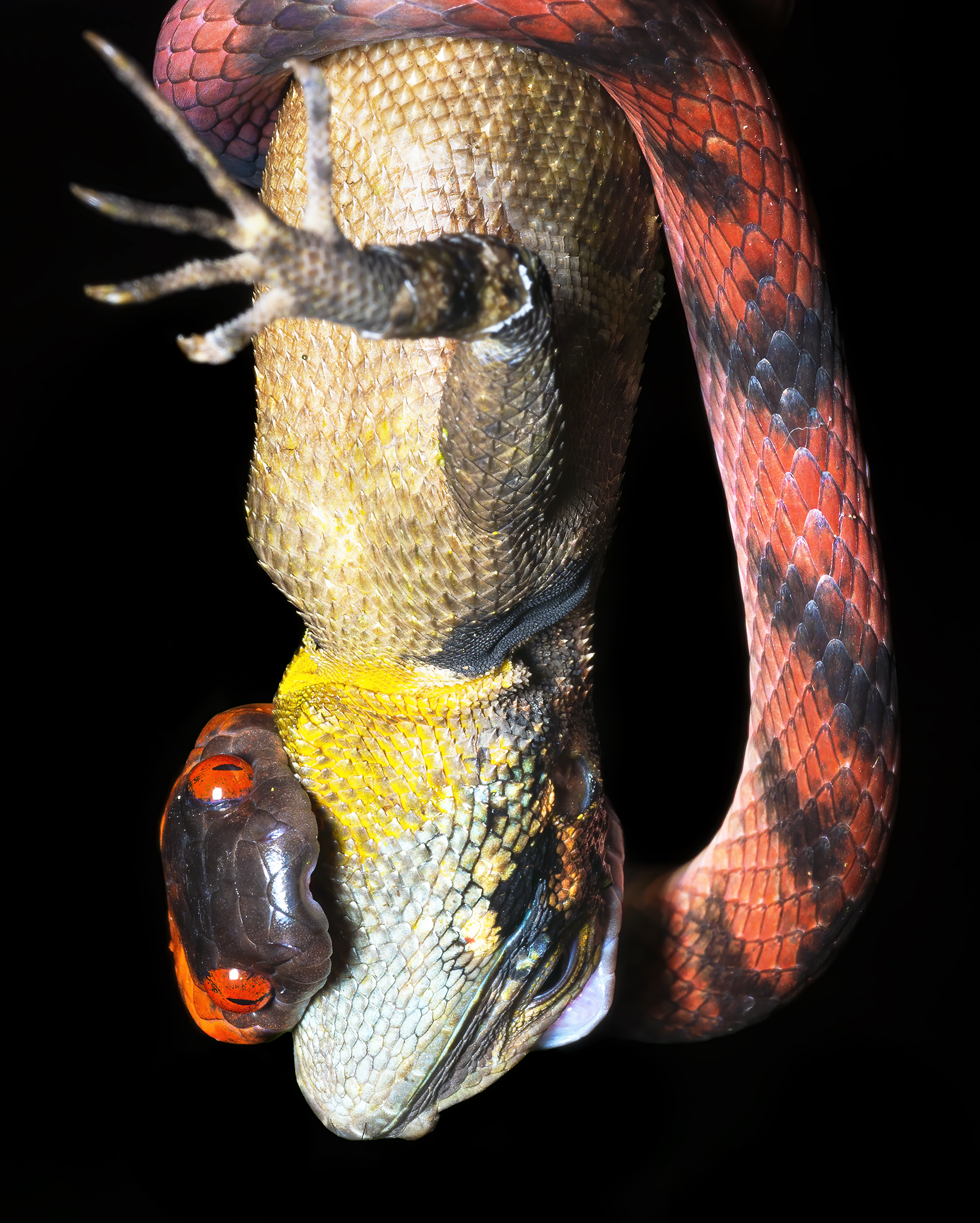 Read more about the article Tropical Flat Snake with Lizard