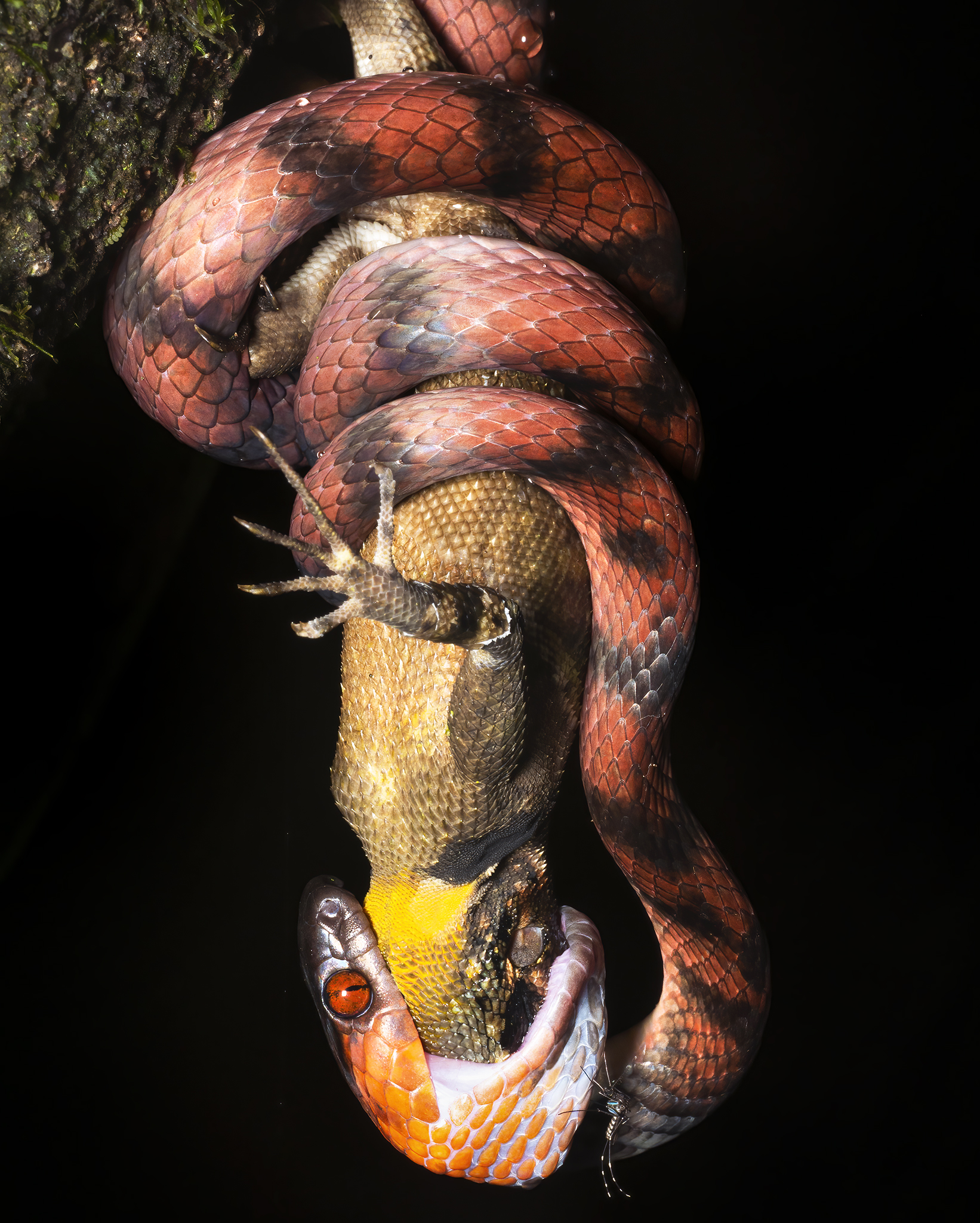 Read more about the article Tropical Flat Snake with Lizard