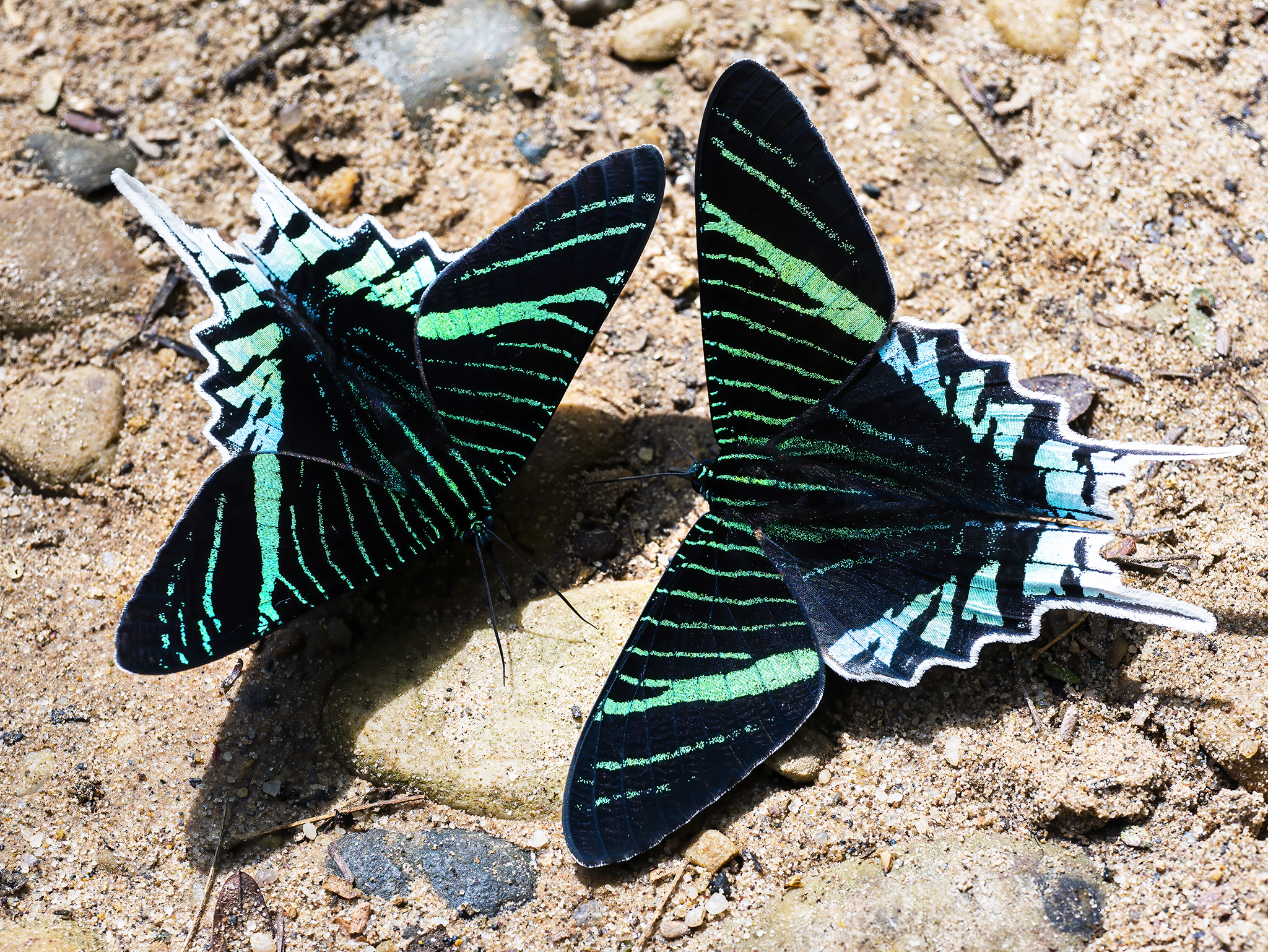 You are currently viewing Green-Banded Uranias