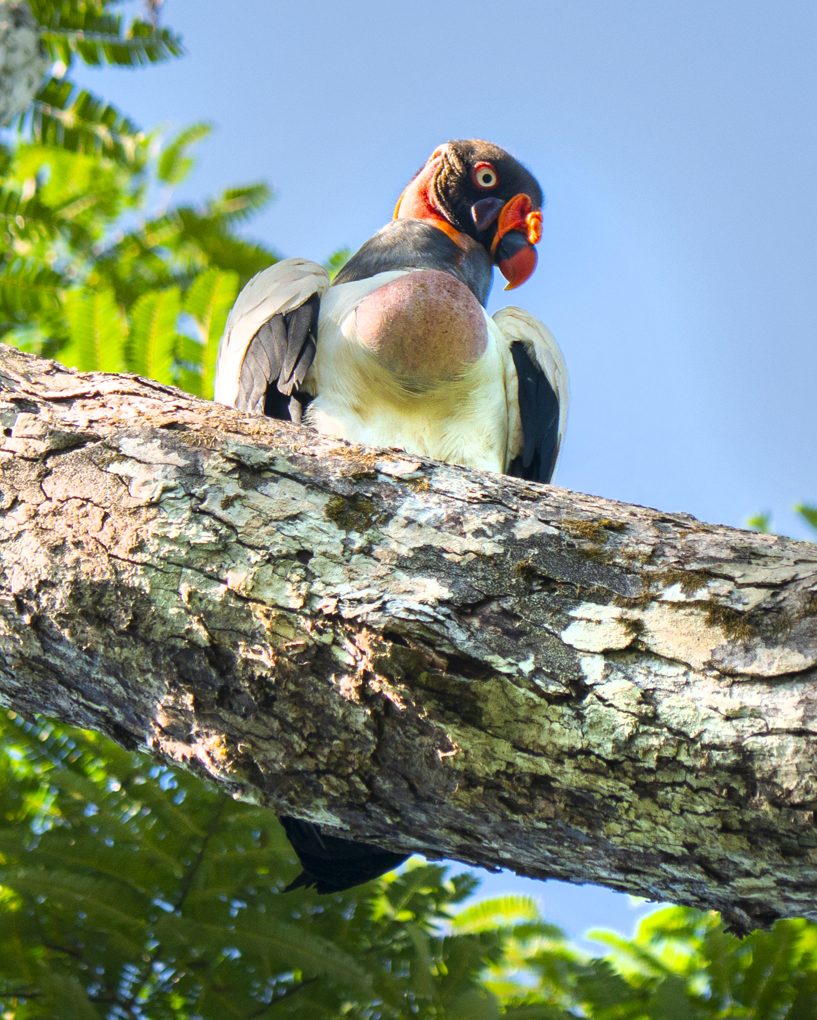 You are currently viewing King Vulture