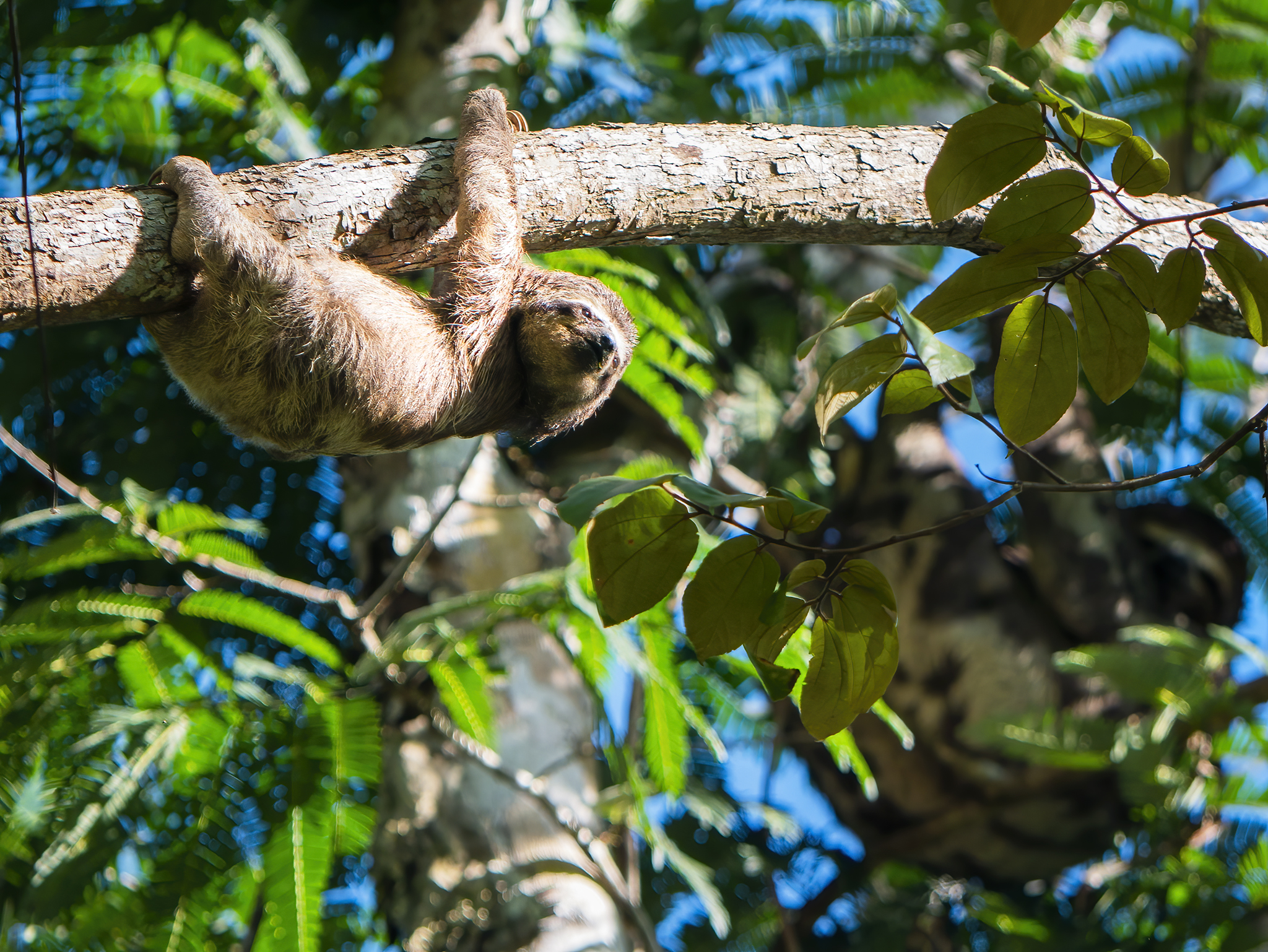 Read more about the article Three-Toed Sloth