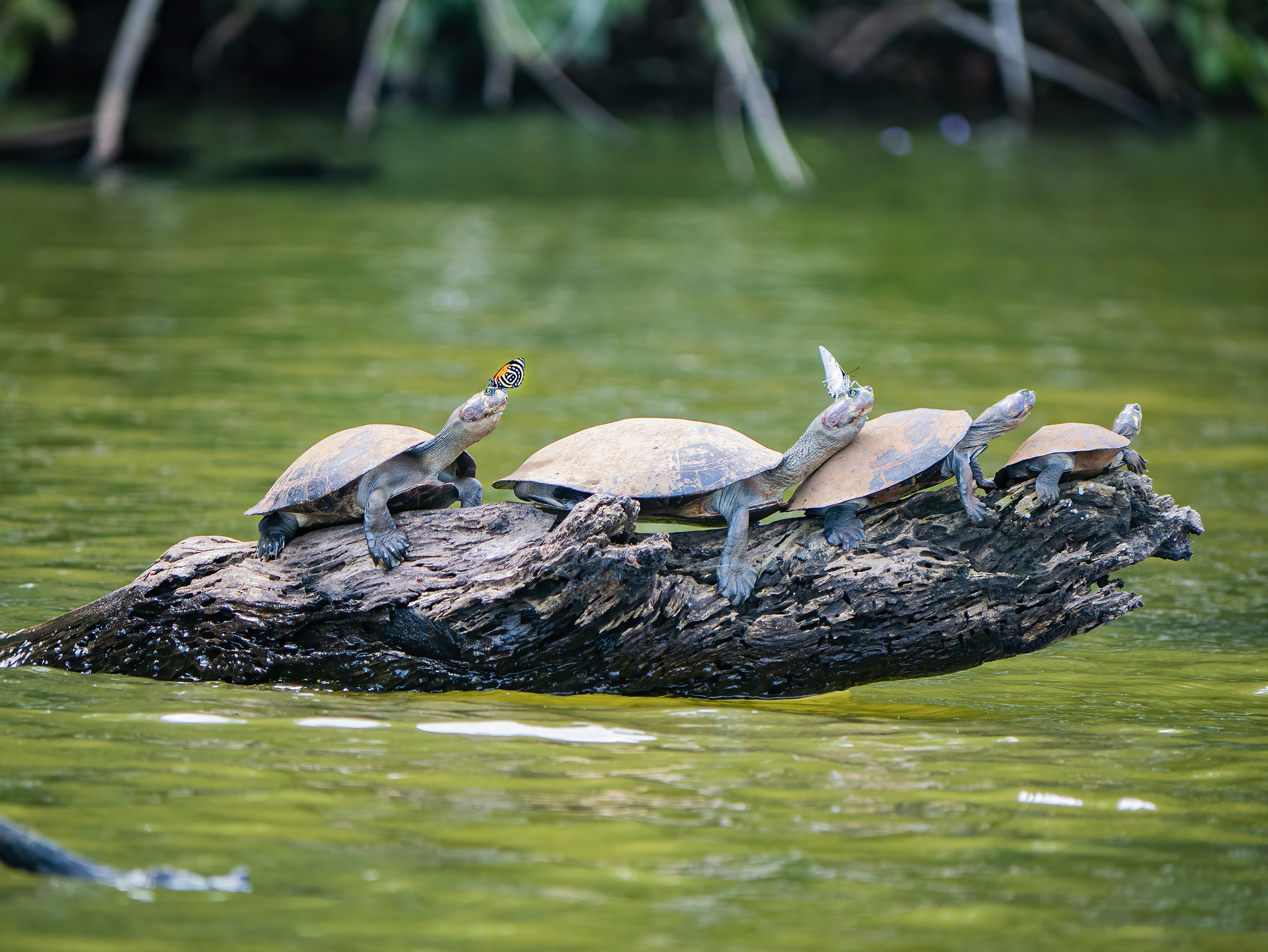 You are currently viewing Yellow-Spotted River Turtles