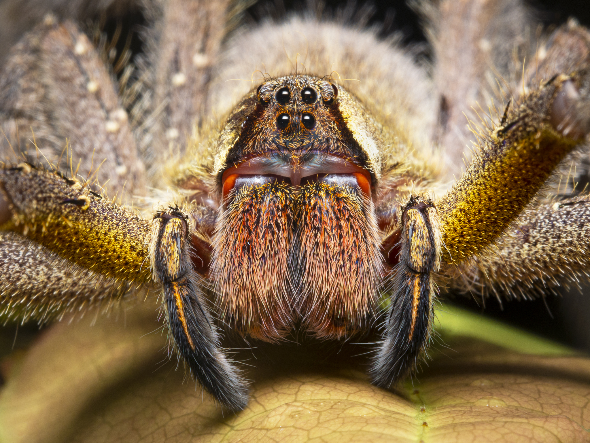 You are currently viewing Wandering Spider