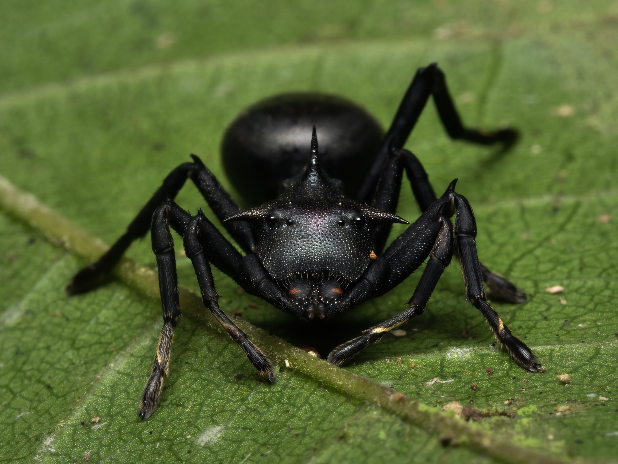 Read more about the article Ant-Mimicking Crab Spider