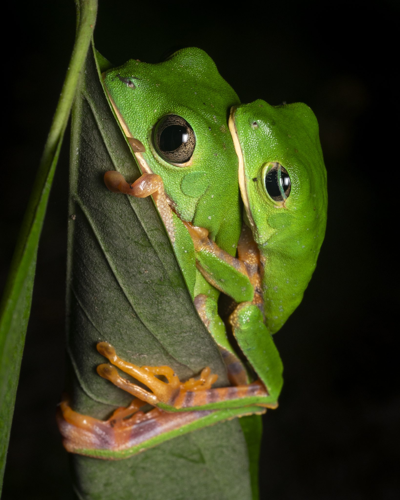 Read more about the article Mating Barred Monkey Frogs