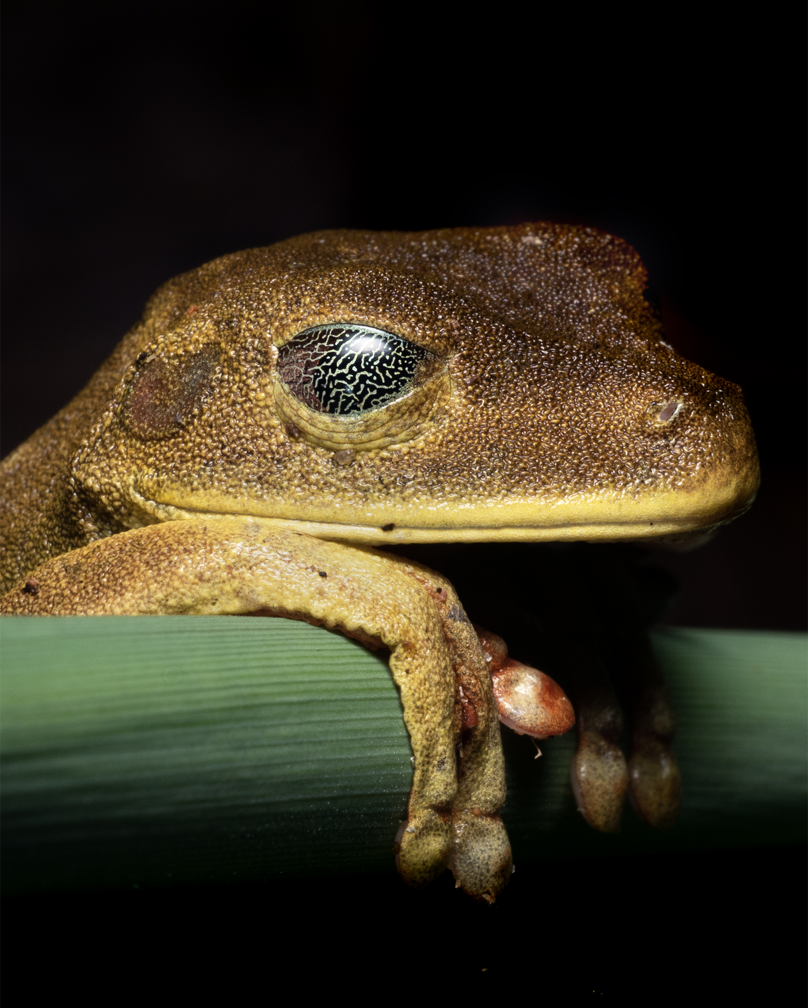 You are currently viewing Rusty Tree Frog