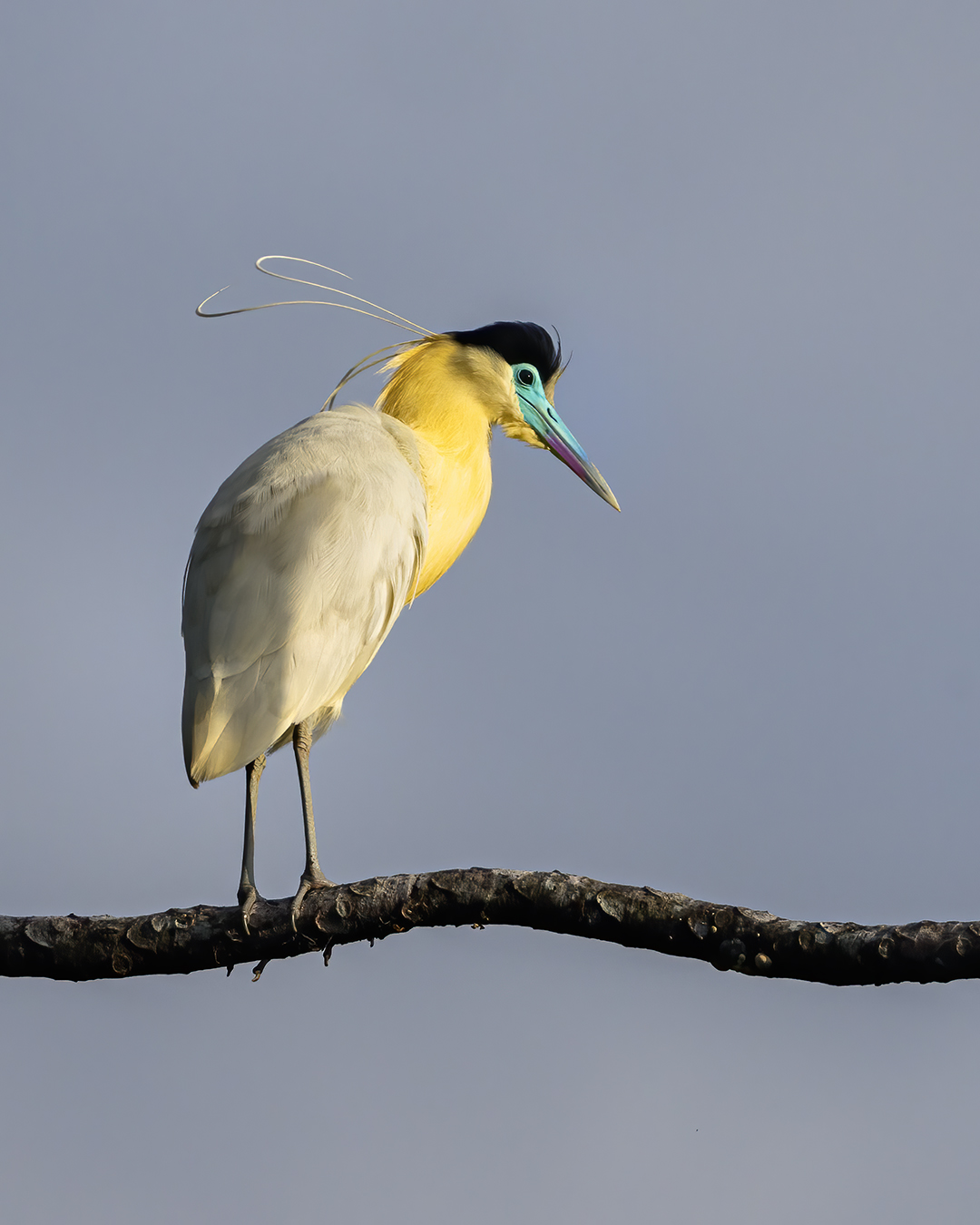 Read more about the article Capped Heron
