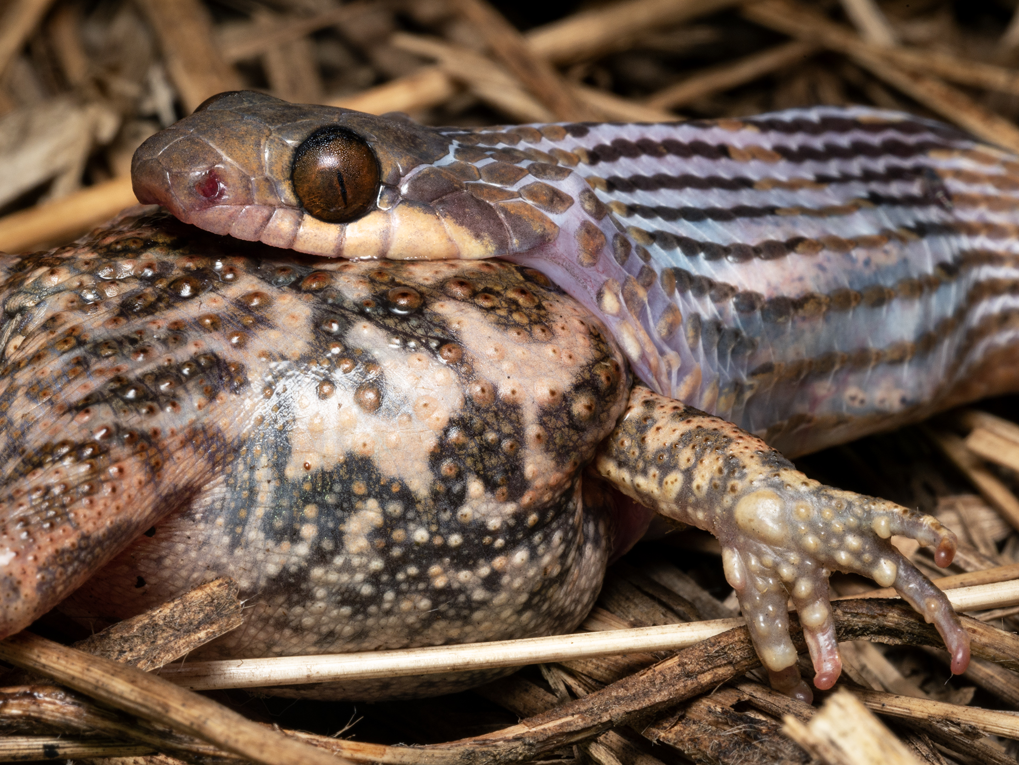 Read more about the article Cat-Eyed Snake with Frog