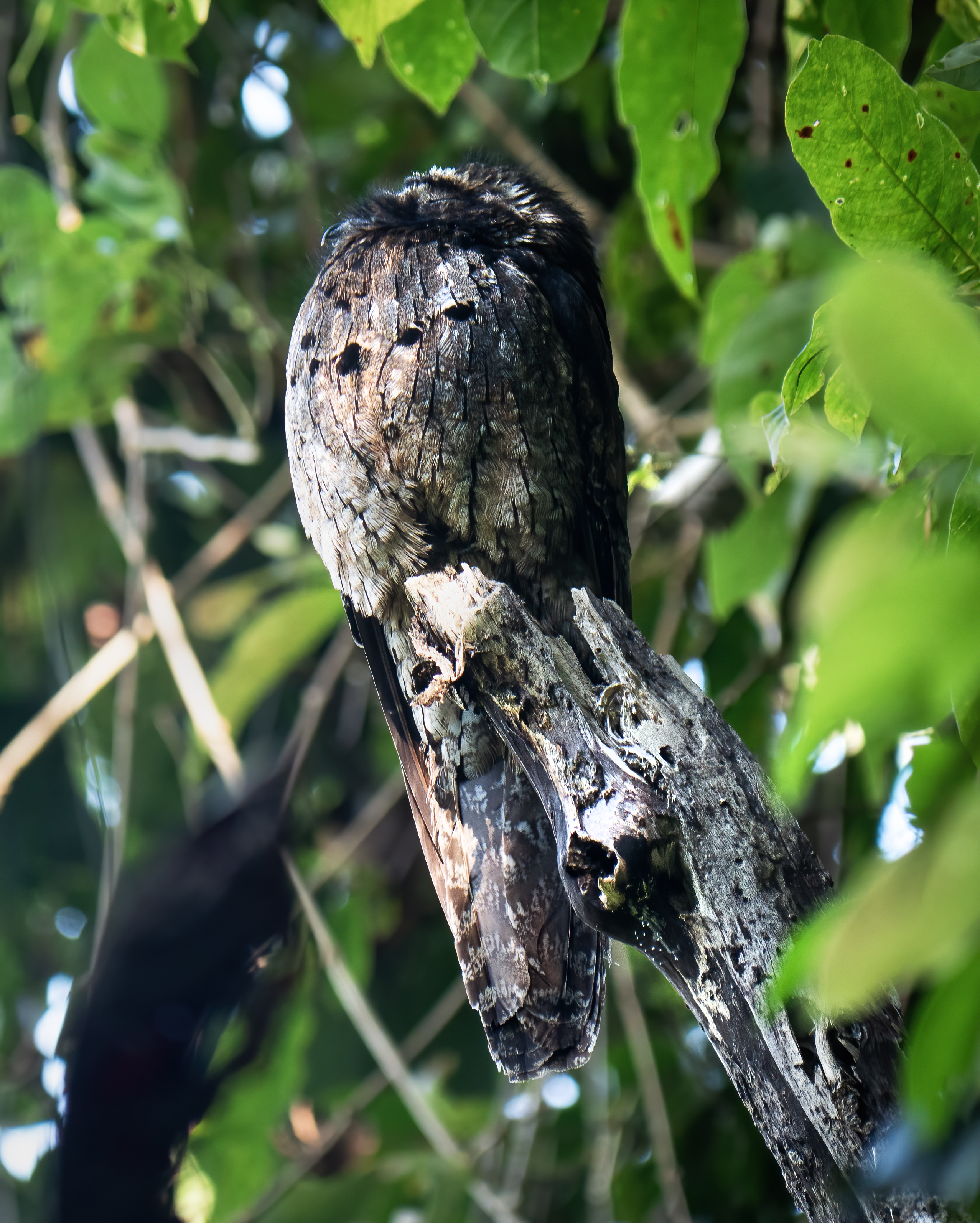 You are currently viewing Common Potoo