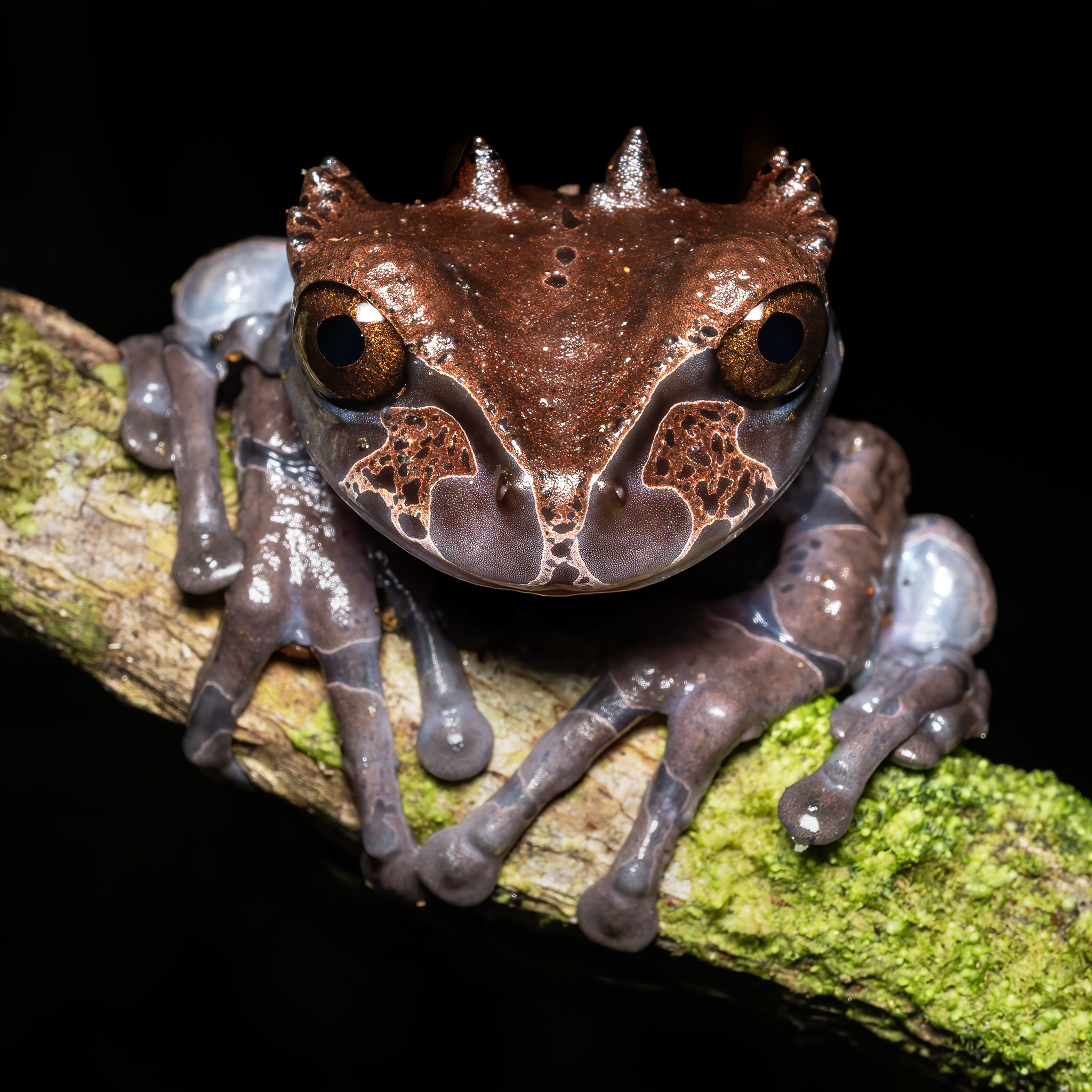 Read more about the article Coronated Tree Frog