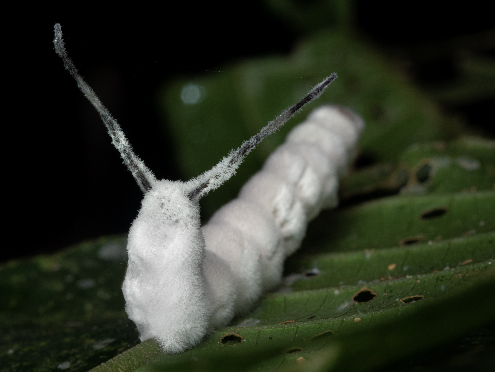 Read more about the article Icing Sugar Fungus