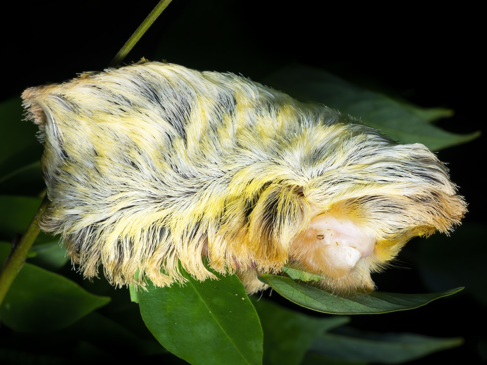 Read more about the article Flannel Moth Caterpillar
