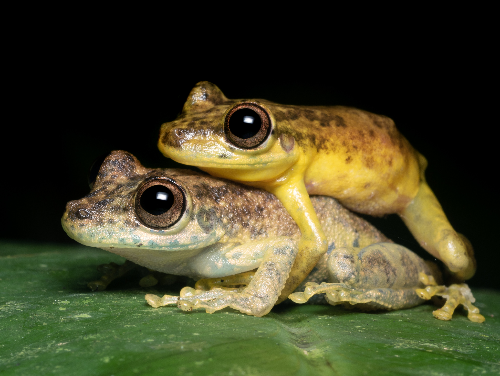 Read more about the article Mating Snouted Tree Frogs