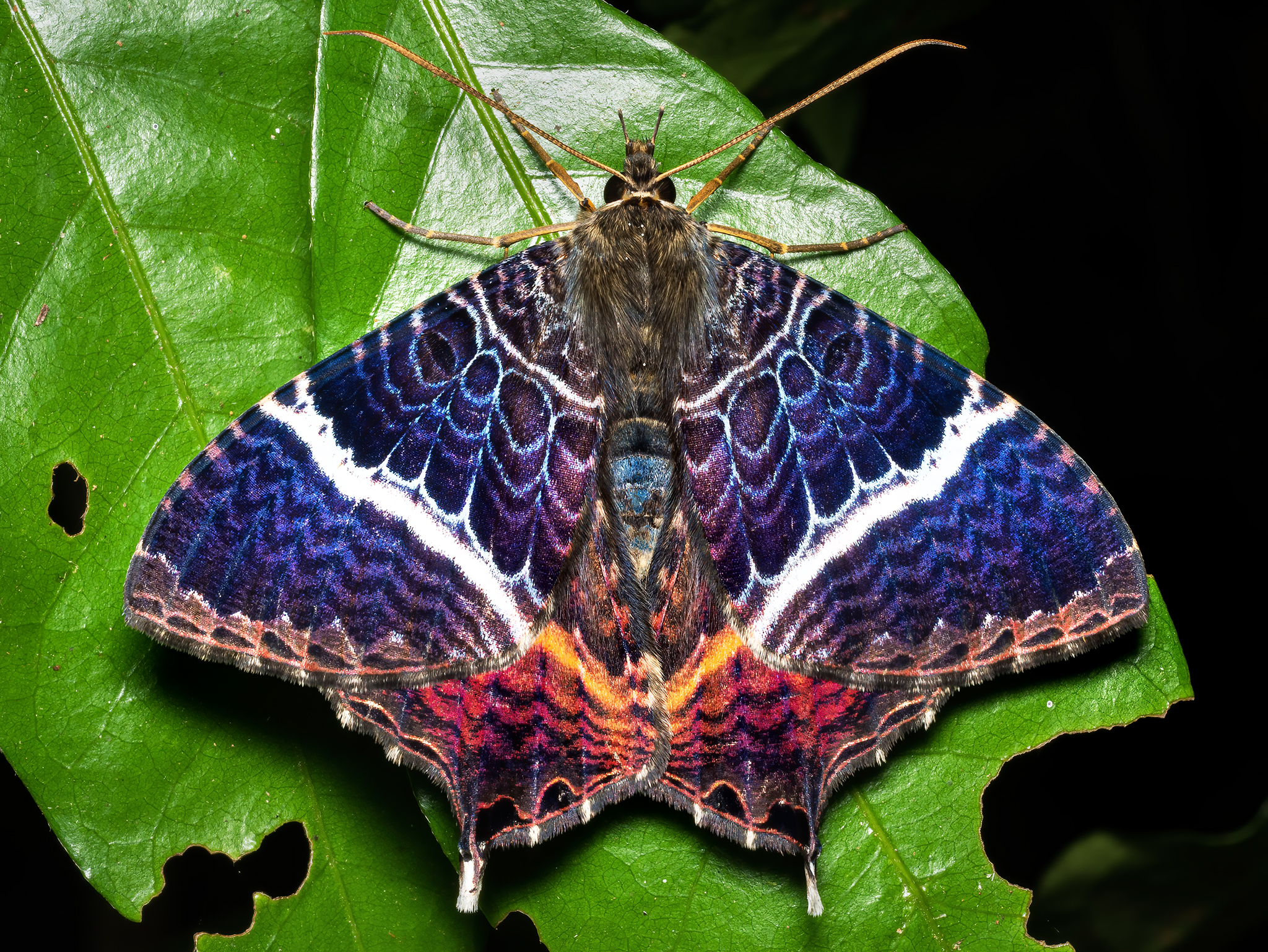 Read more about the article Geometrid Moth