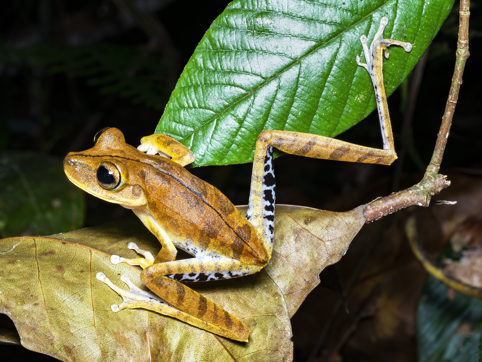 Read more about the article Convict Tree Frog