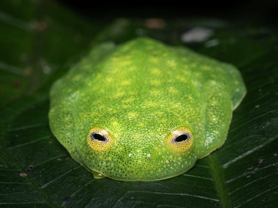 You are currently viewing Glass Frog