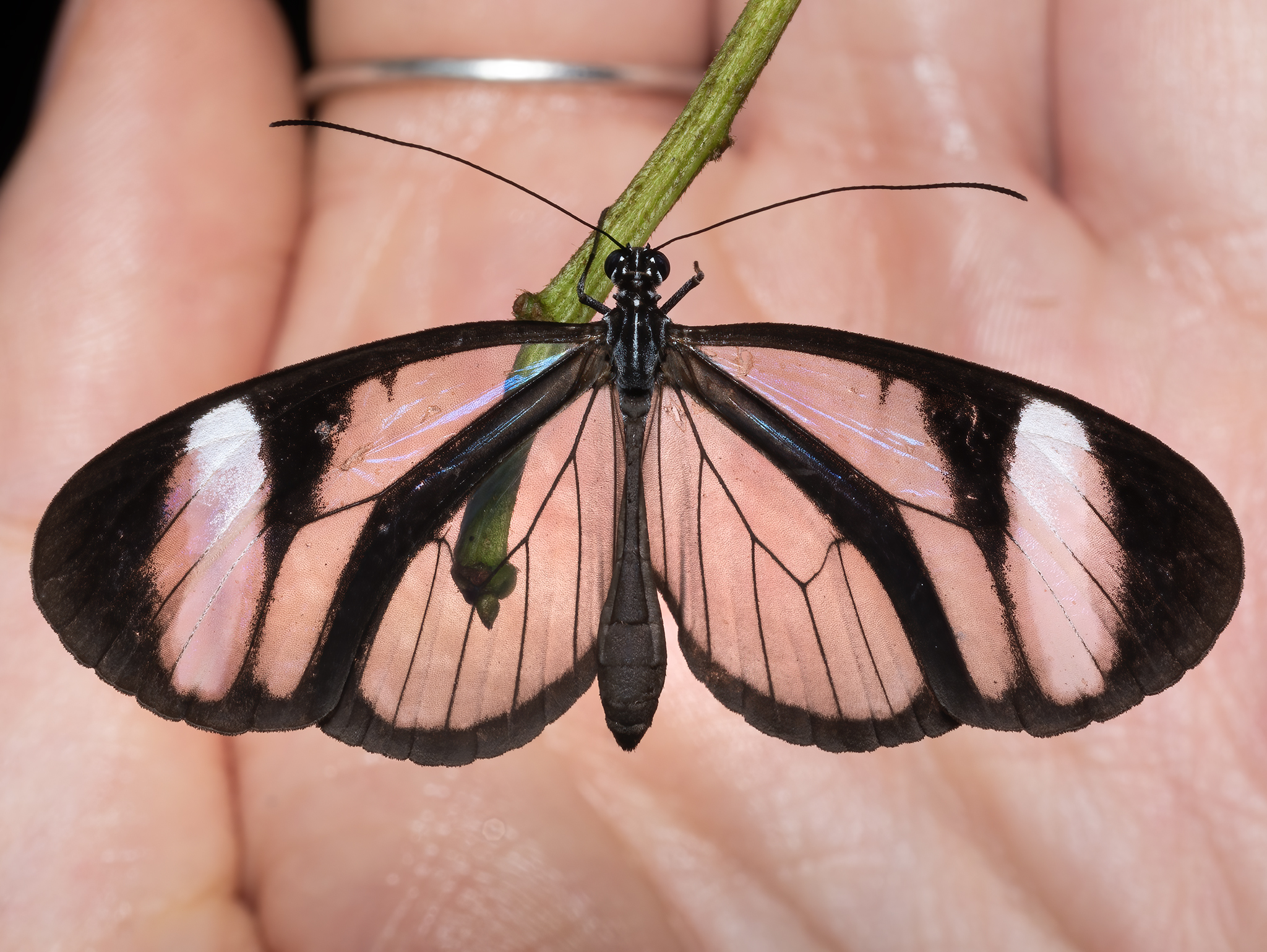 Read more about the article Glasswing Butterfly