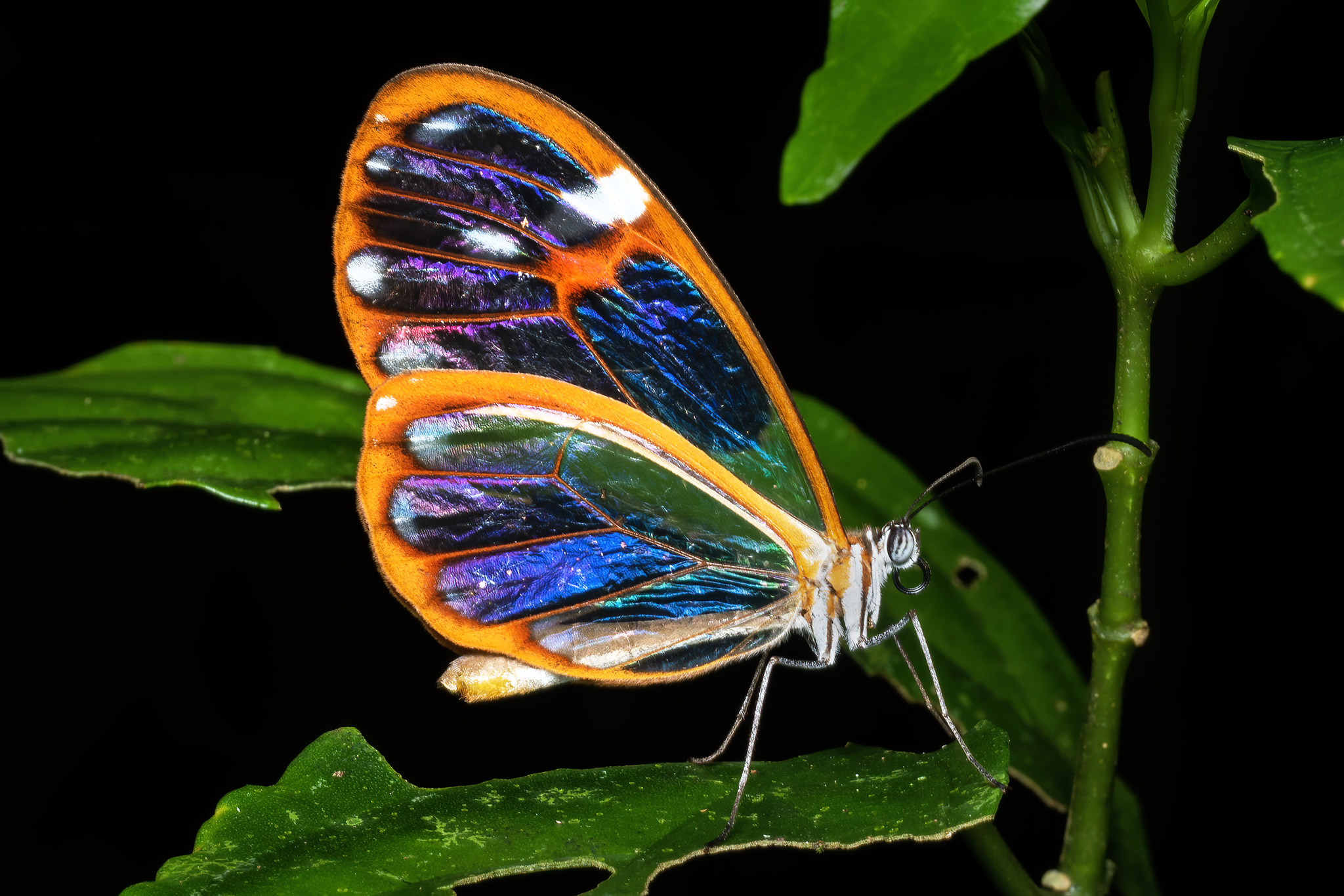 You are currently viewing Glasswing Butterfly