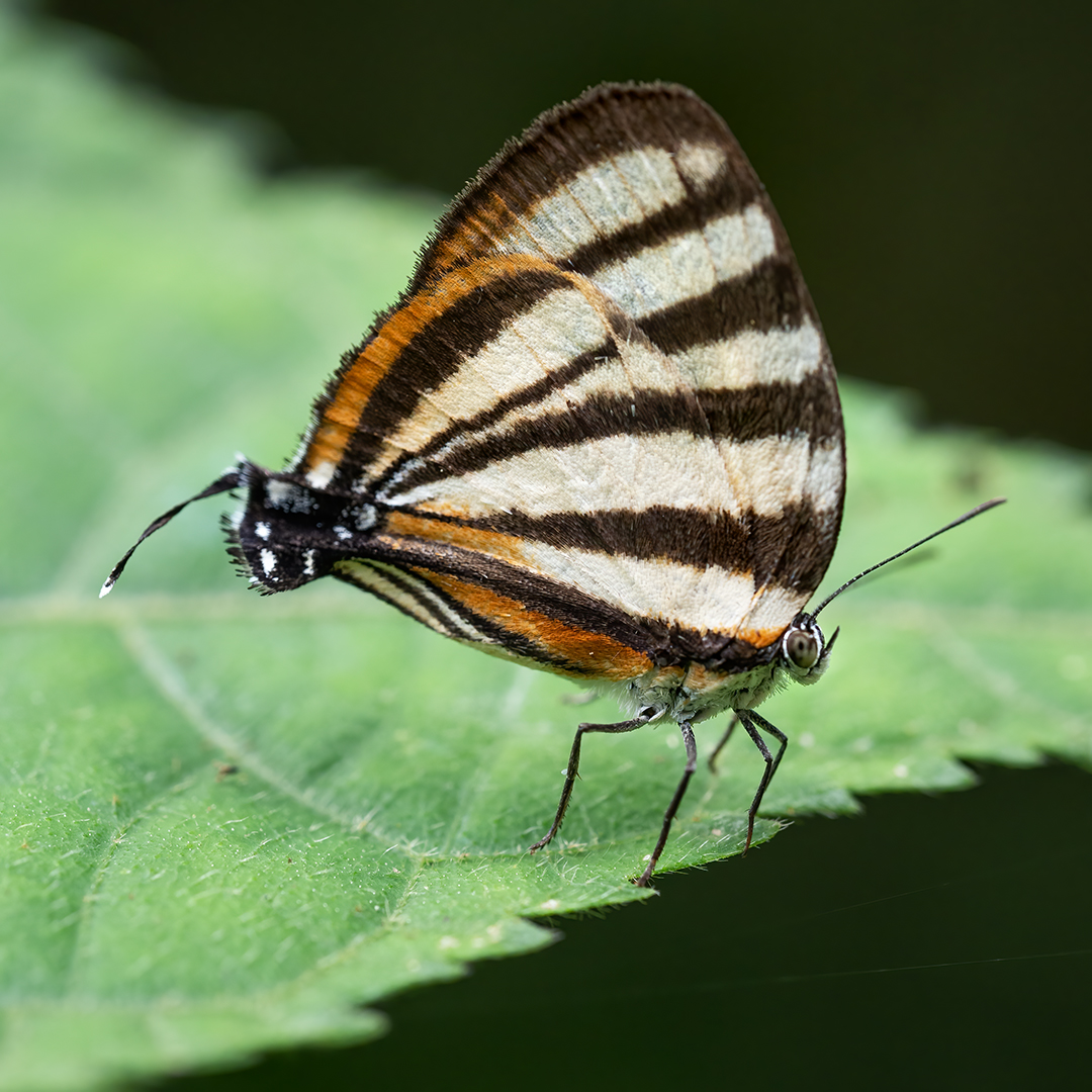 You are currently viewing Hairstreak Butterfly
