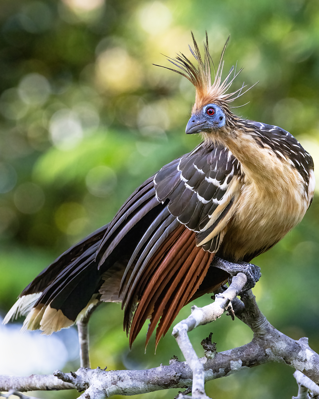 Read more about the article The Hoatzin