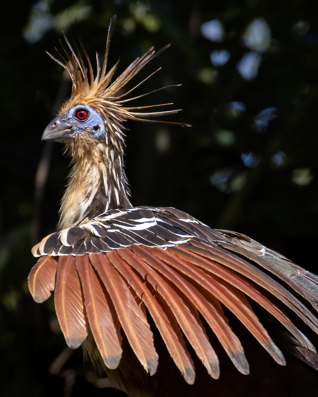 You are currently viewing The Hoatzin