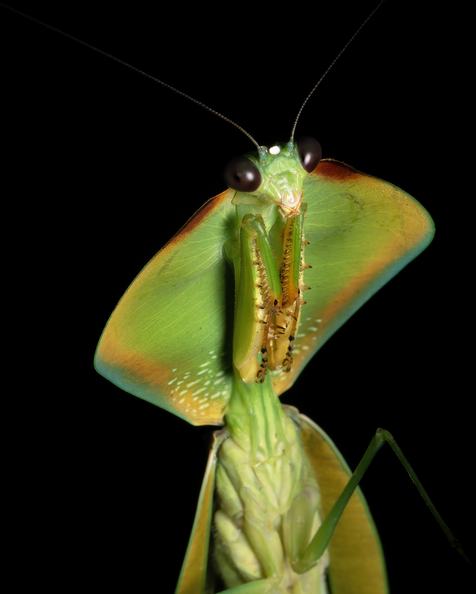 You are currently viewing Hooded Mantis