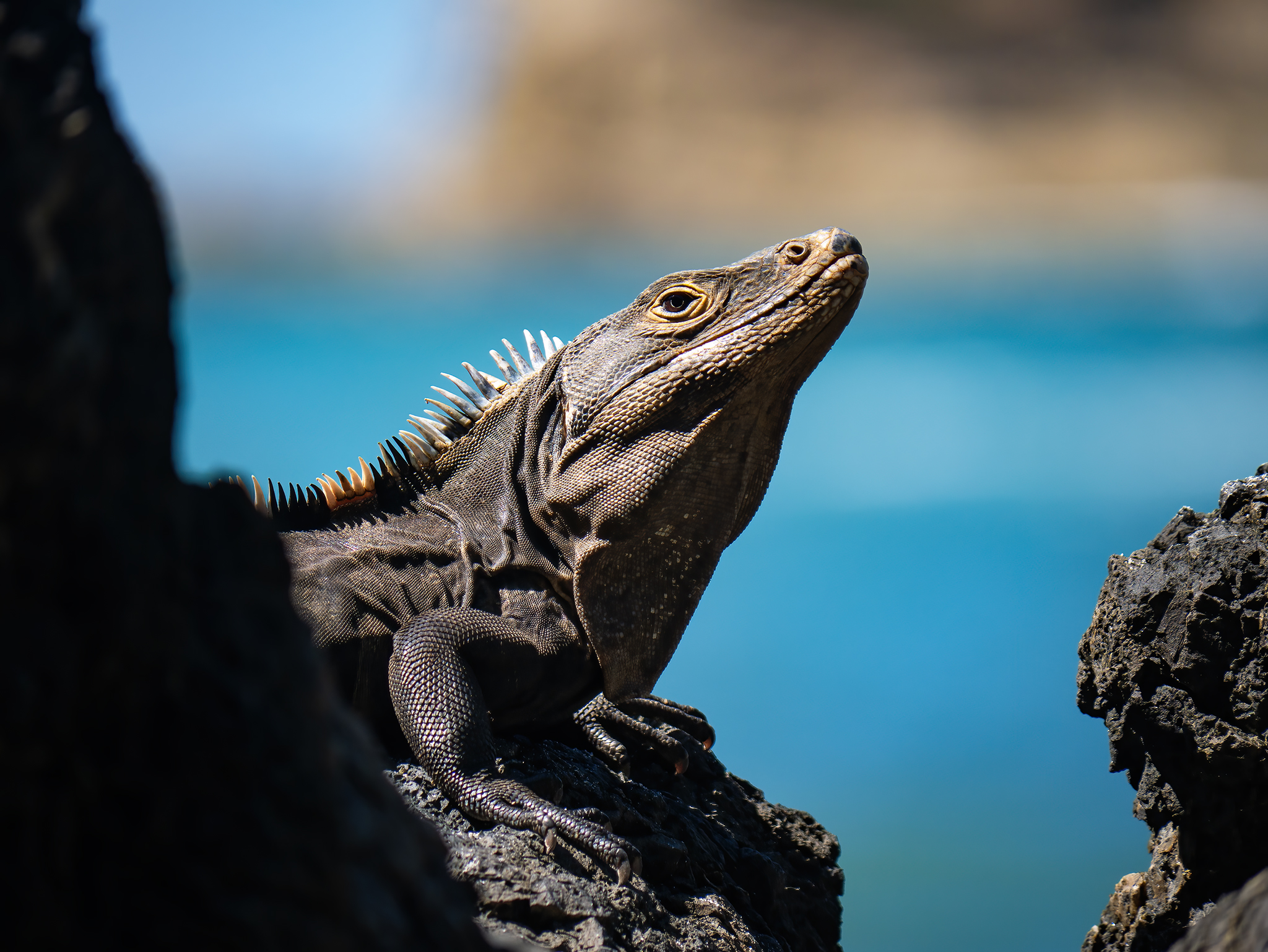 Read more about the article Spiny-Tailed Iguana