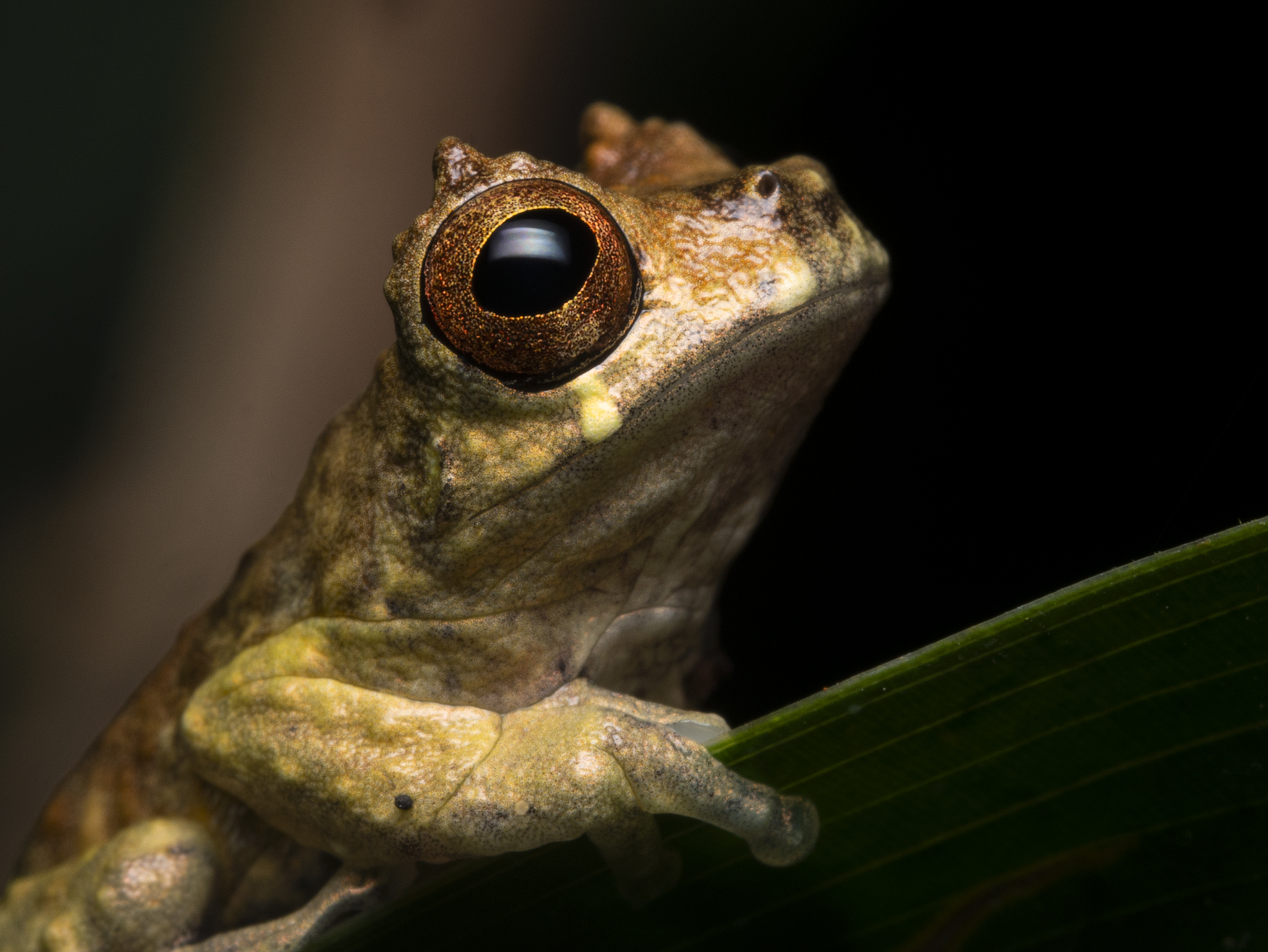 You are currently viewing Inotawa Tree Frog