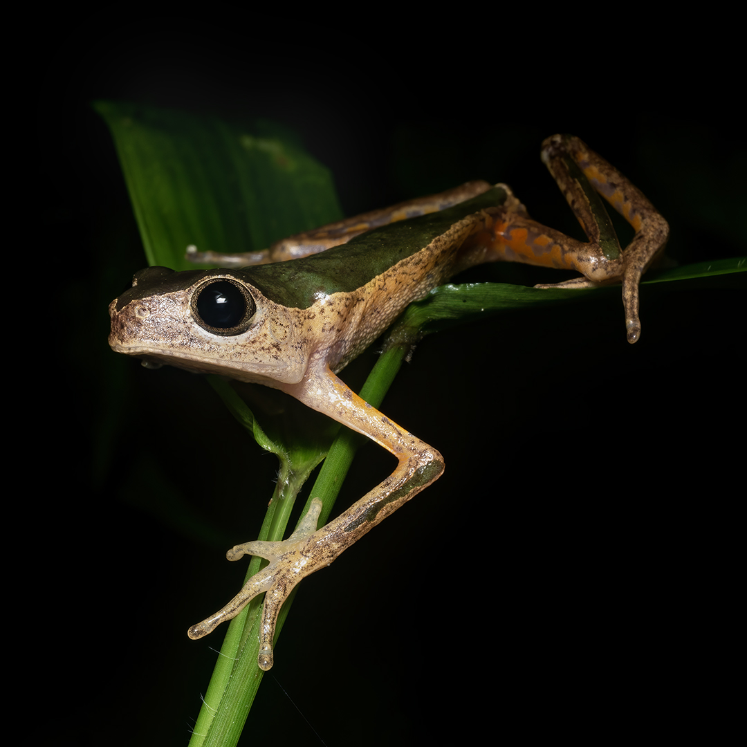 Read more about the article Jaguar Leaf Frog