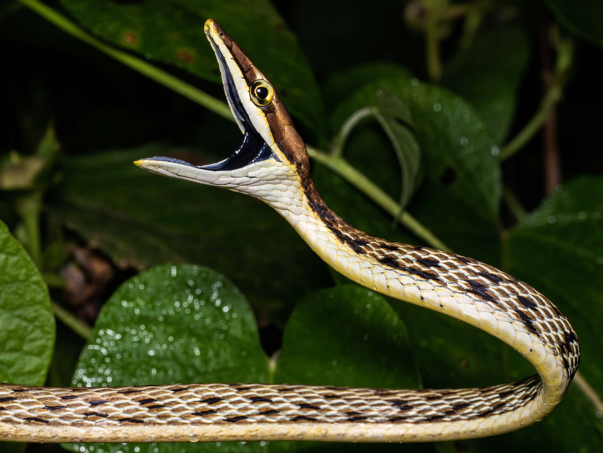 Read more about the article Vine Snake