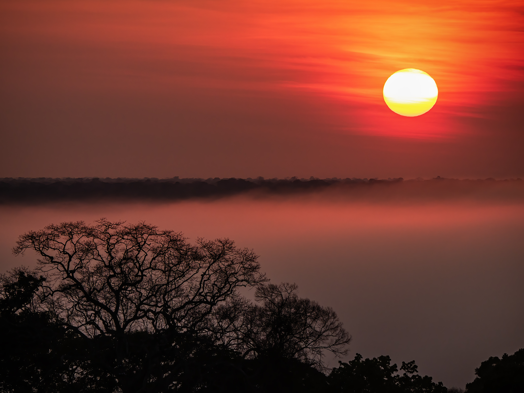 Read more about the article Amazonian Sunrise