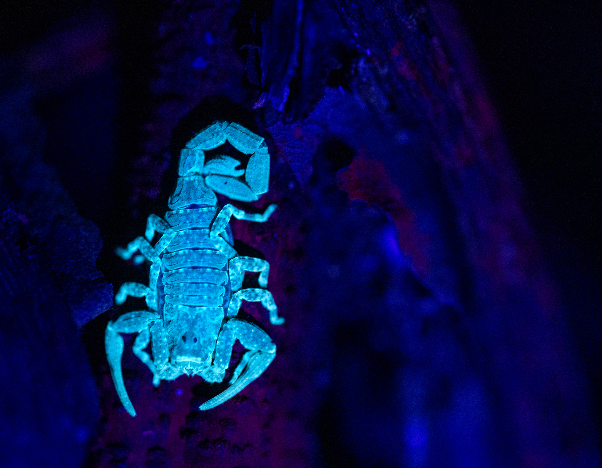 Read more about the article Thick-Tailed Scorpion