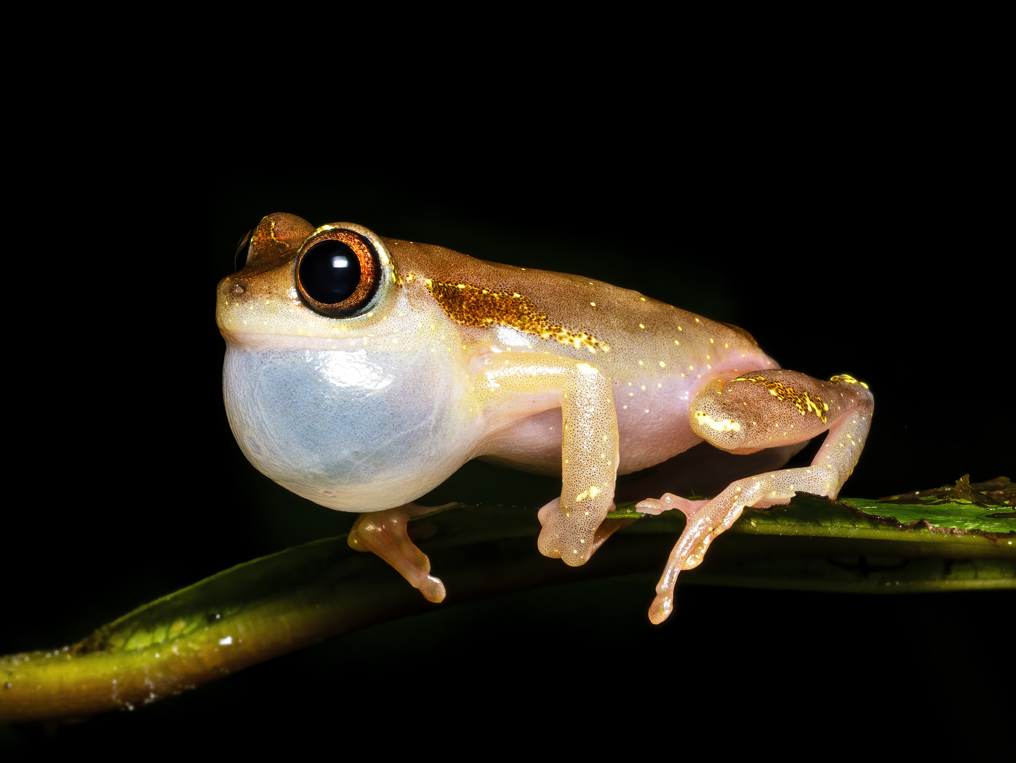 Read more about the article Mottled Clown Tree Frog