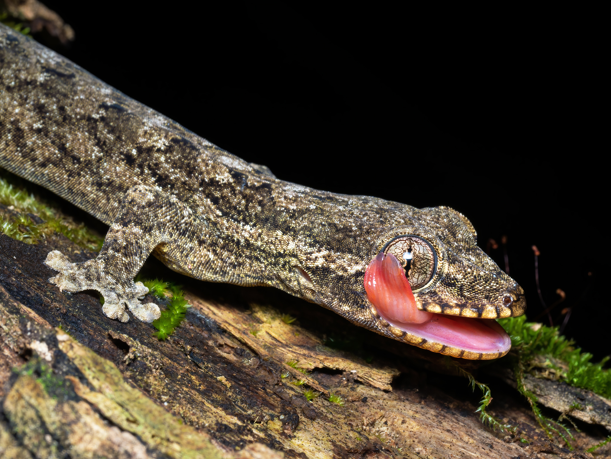 Read more about the article Mourning Gecko