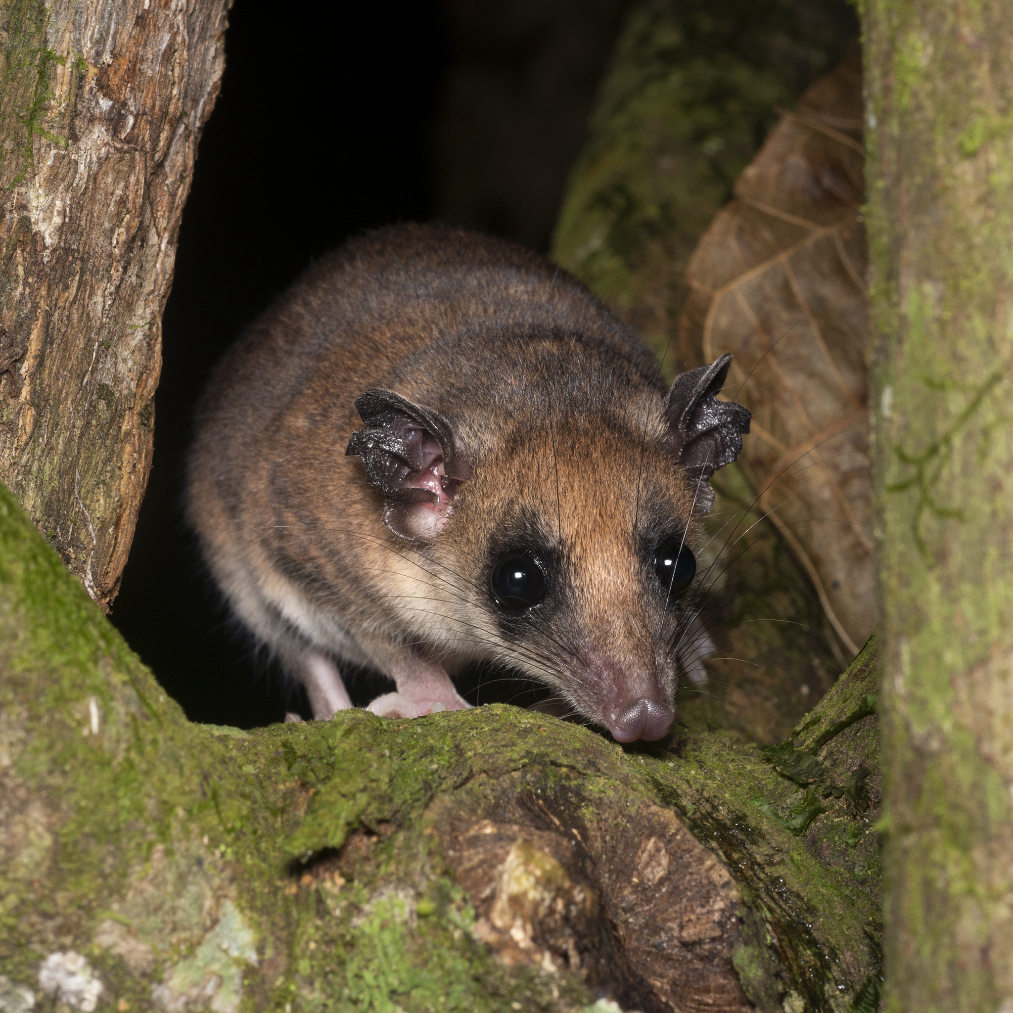 You are currently viewing Mouse Opossum