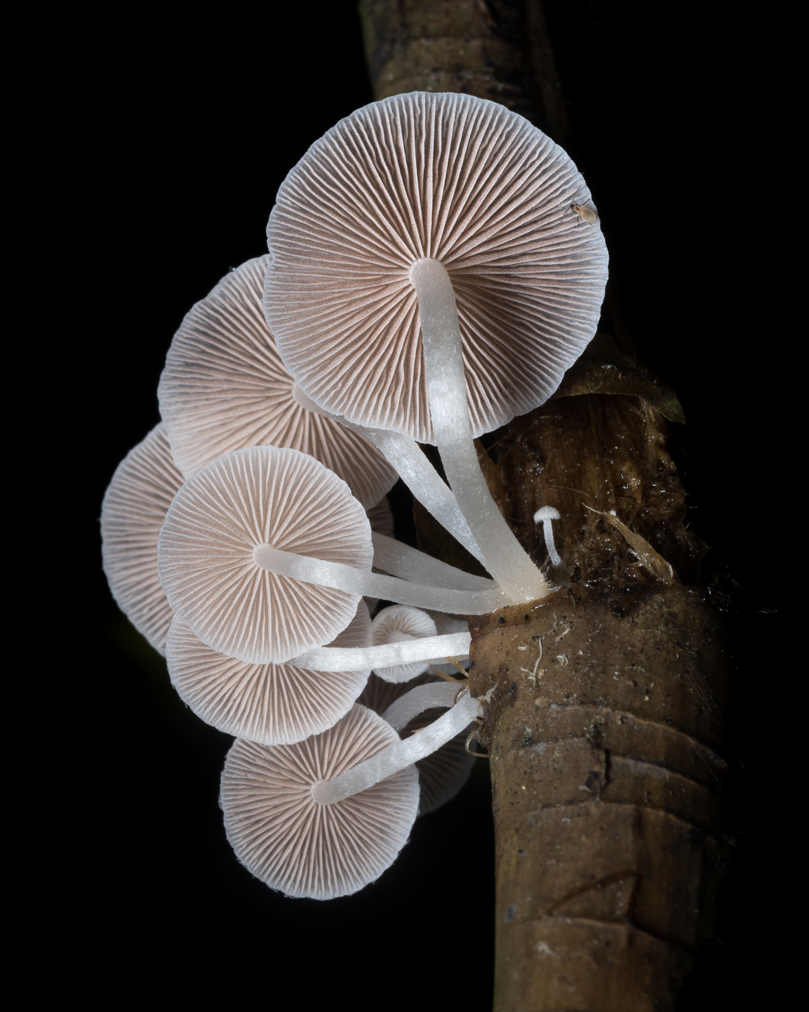 Read more about the article Bonnet Mushrooms