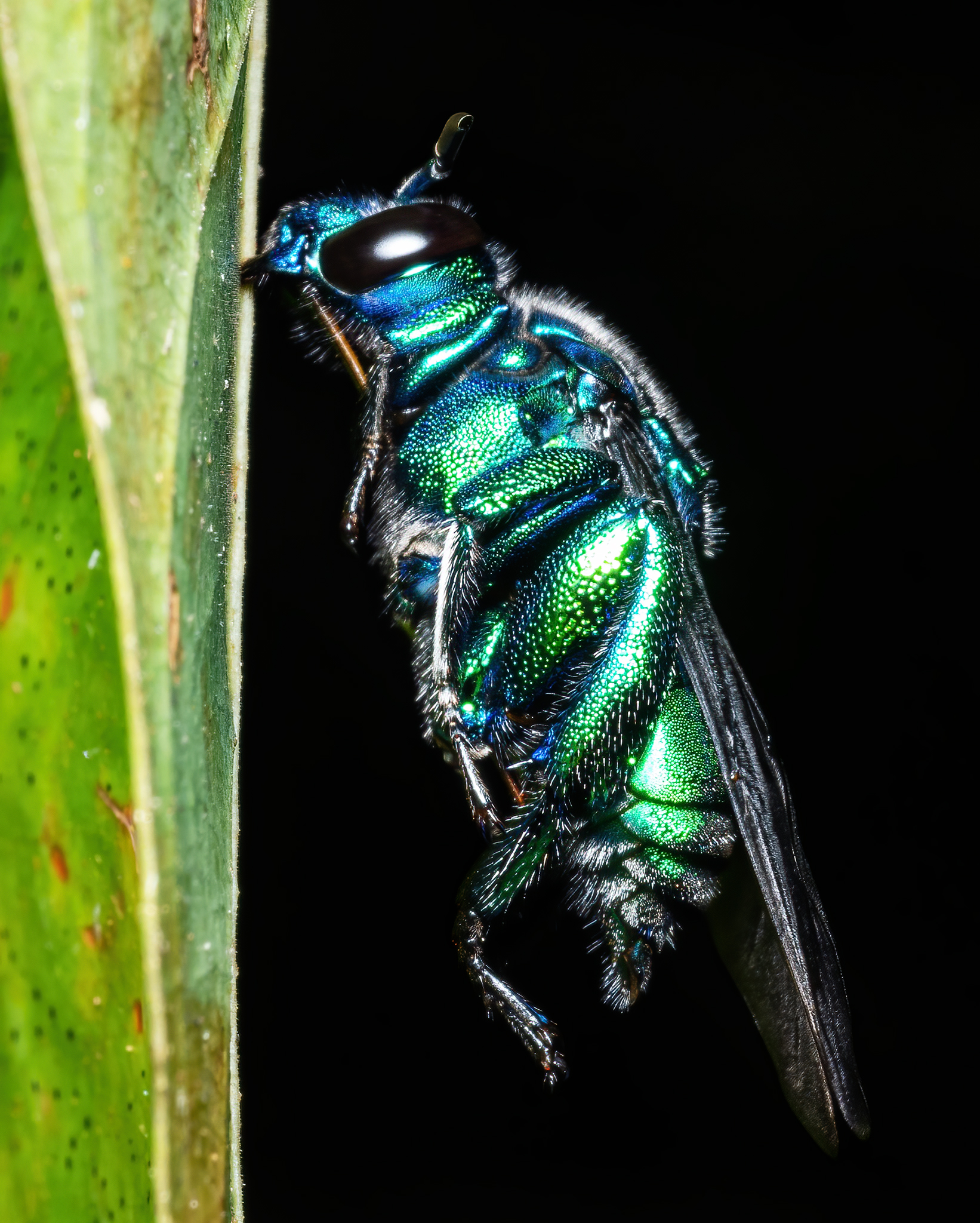 Read more about the article Orchid Bee