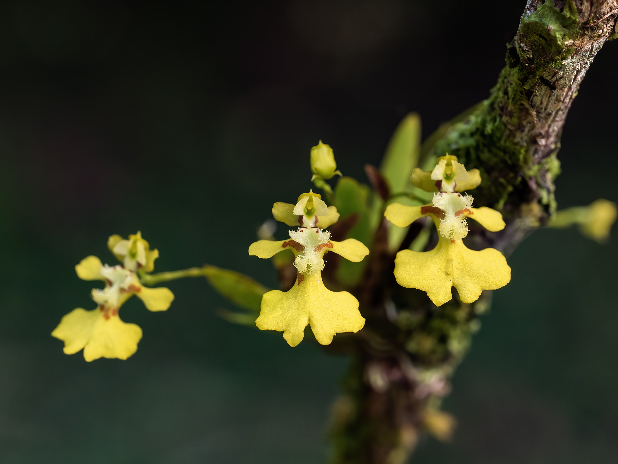 Read more about the article Orchids