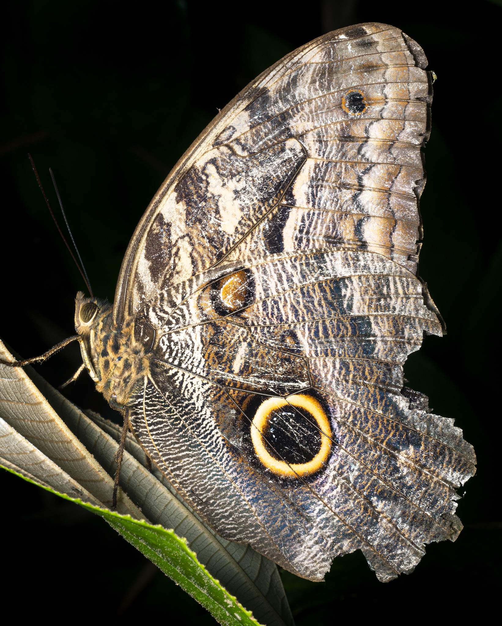 Read more about the article Owl Butterfly