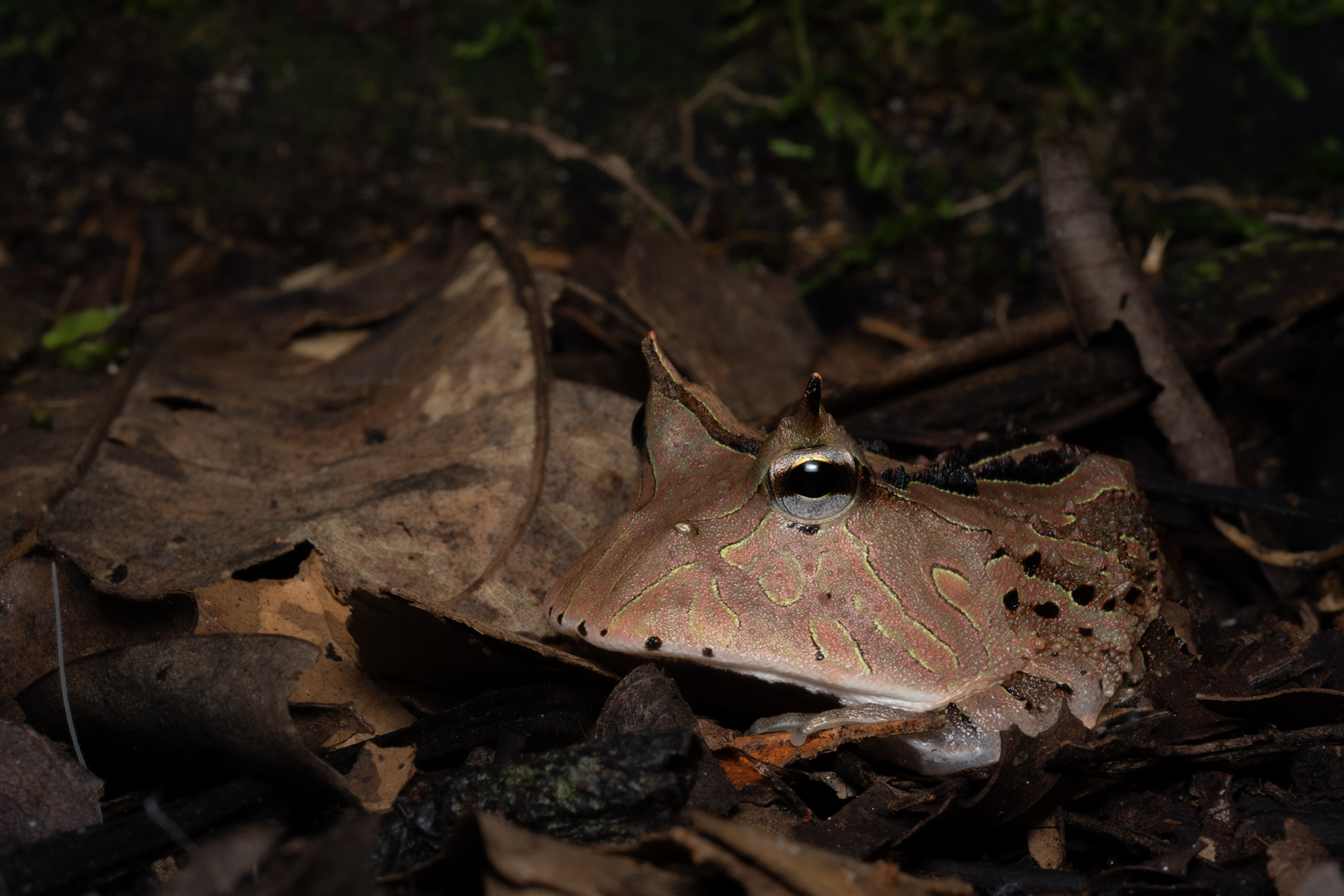 Read more about the article The Amazonian Horned Frog