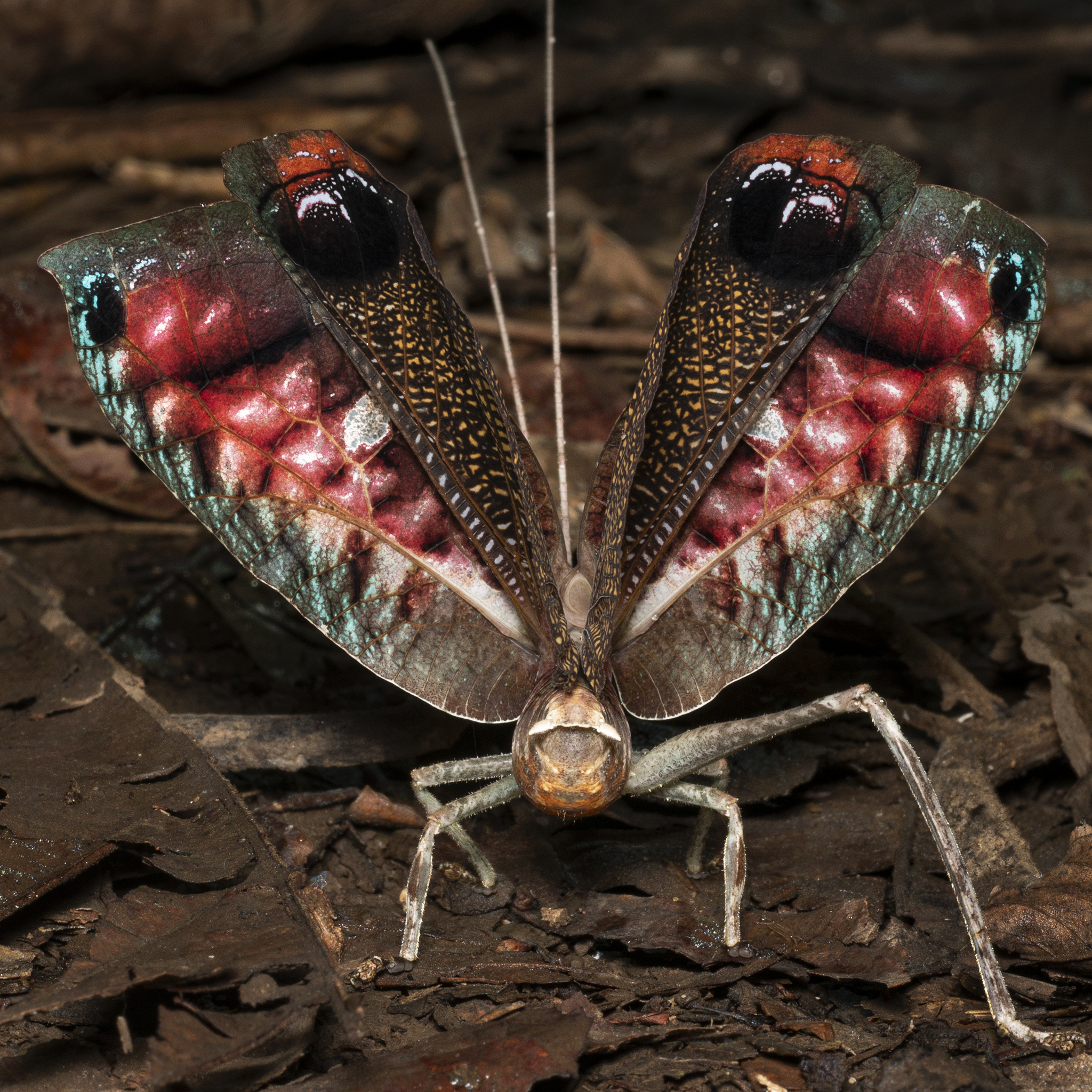 You are currently viewing Peacock Katydid