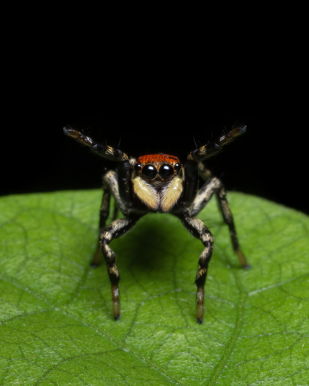 You are currently viewing Phiale Jumping Spider