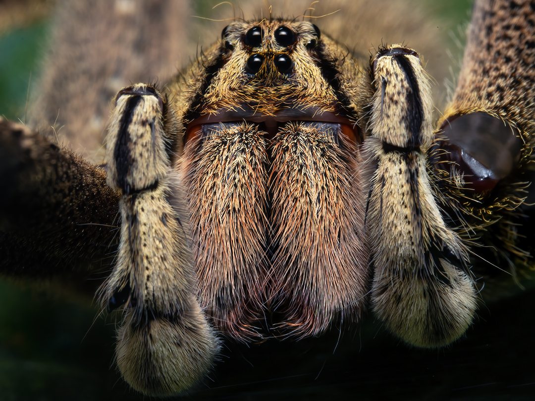 Read more about the article Wandering Spider