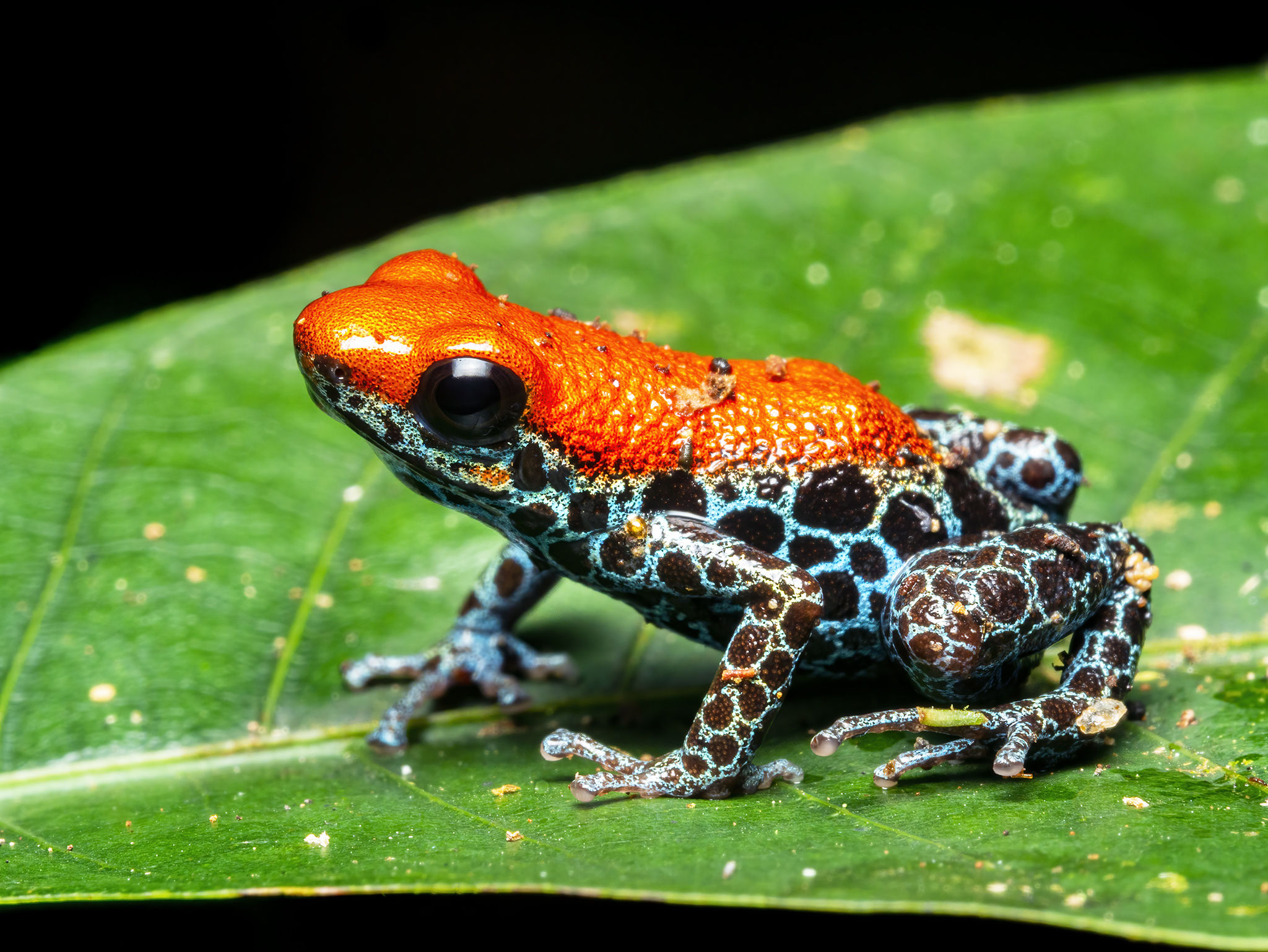 Read more about the article Red-Backed Poison Dart Frog