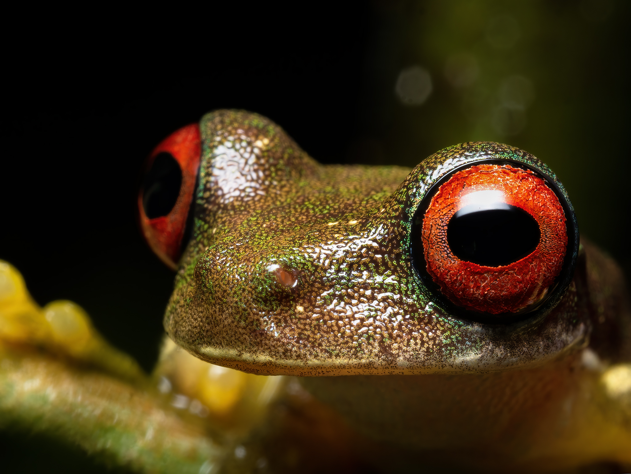 Read more about the article Rufous-Eyed Brook Frog
