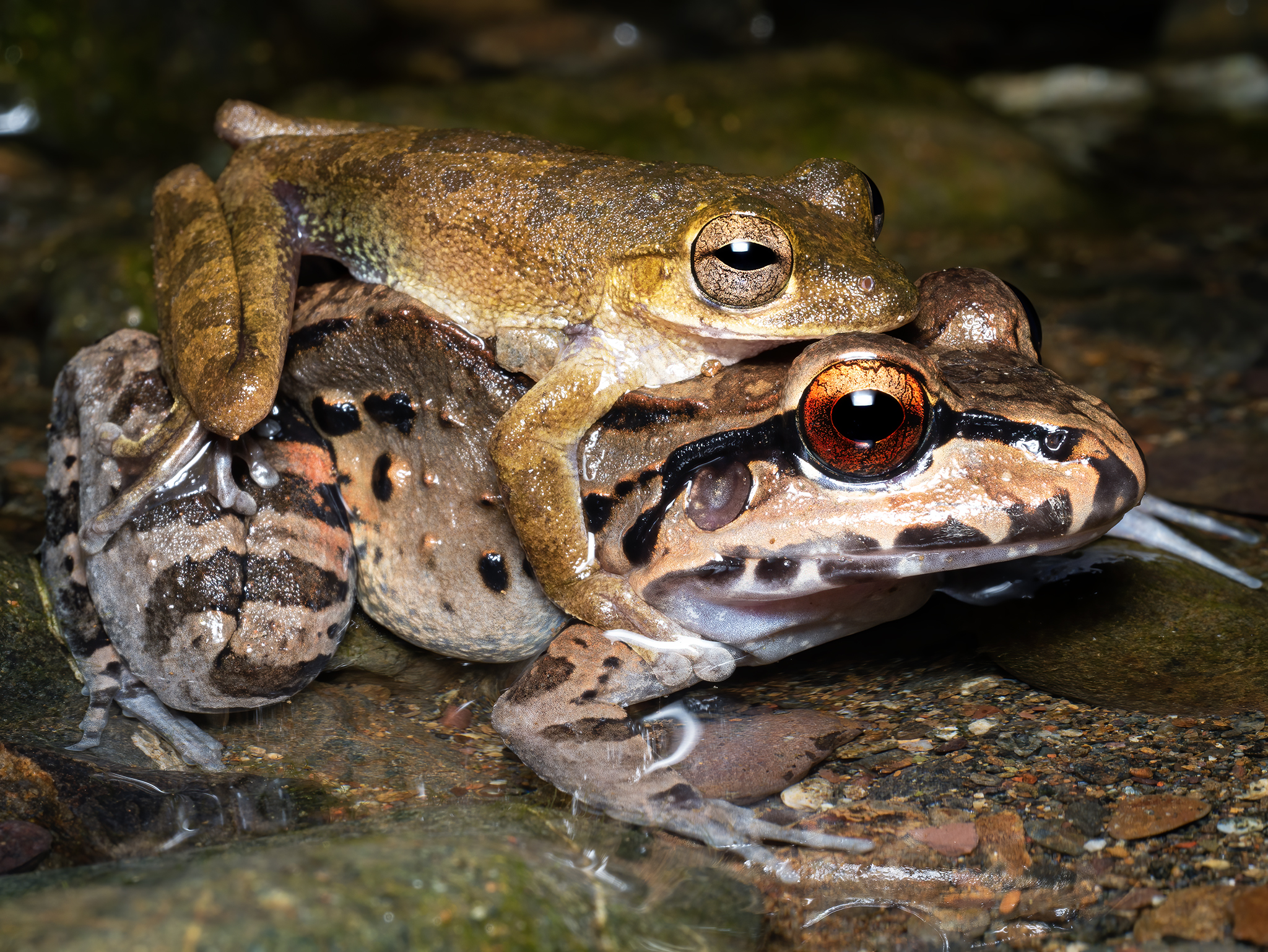 Read more about the article Perplexing Amplexus