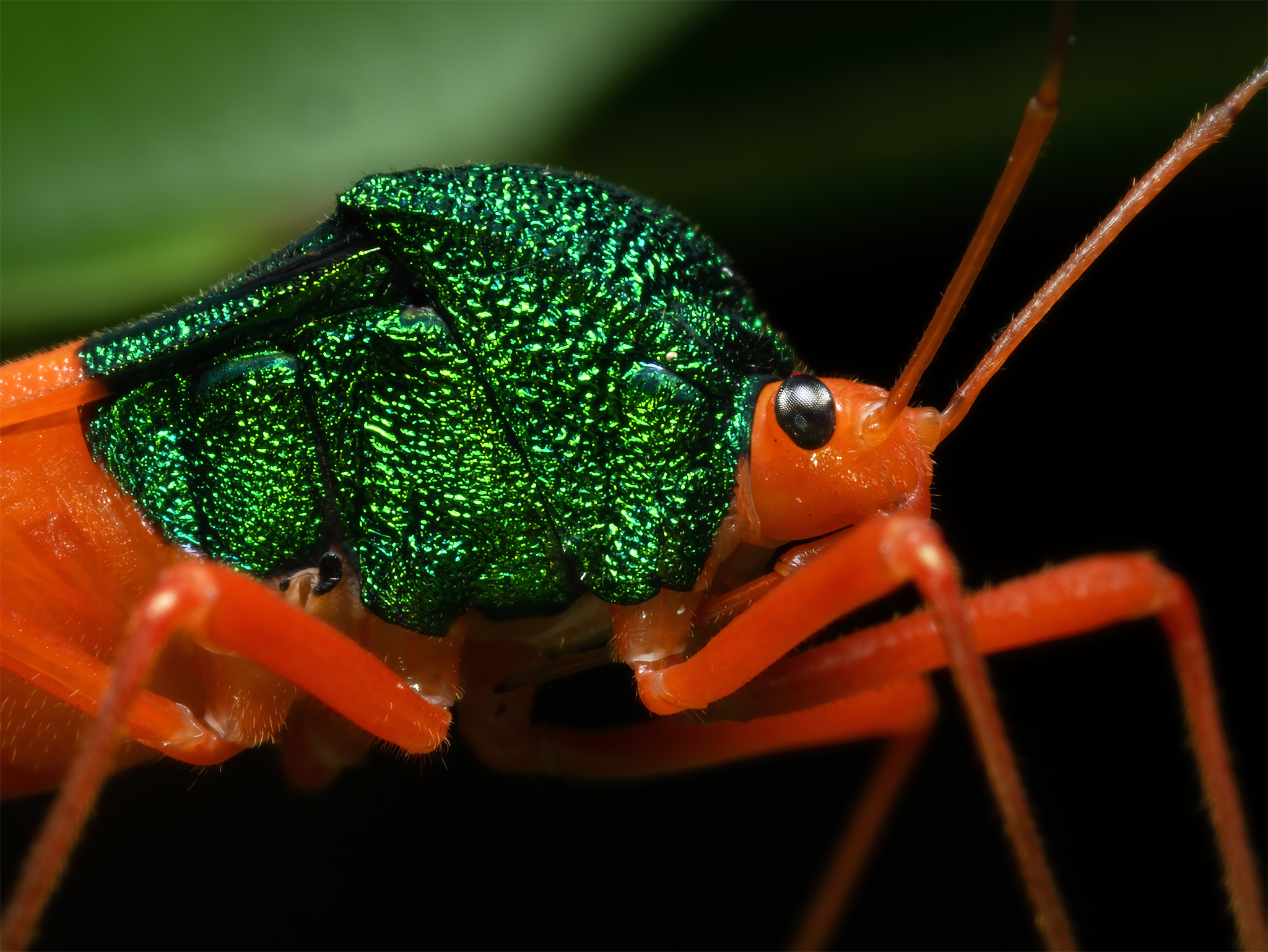 You are currently viewing Leaf-Footed Bug