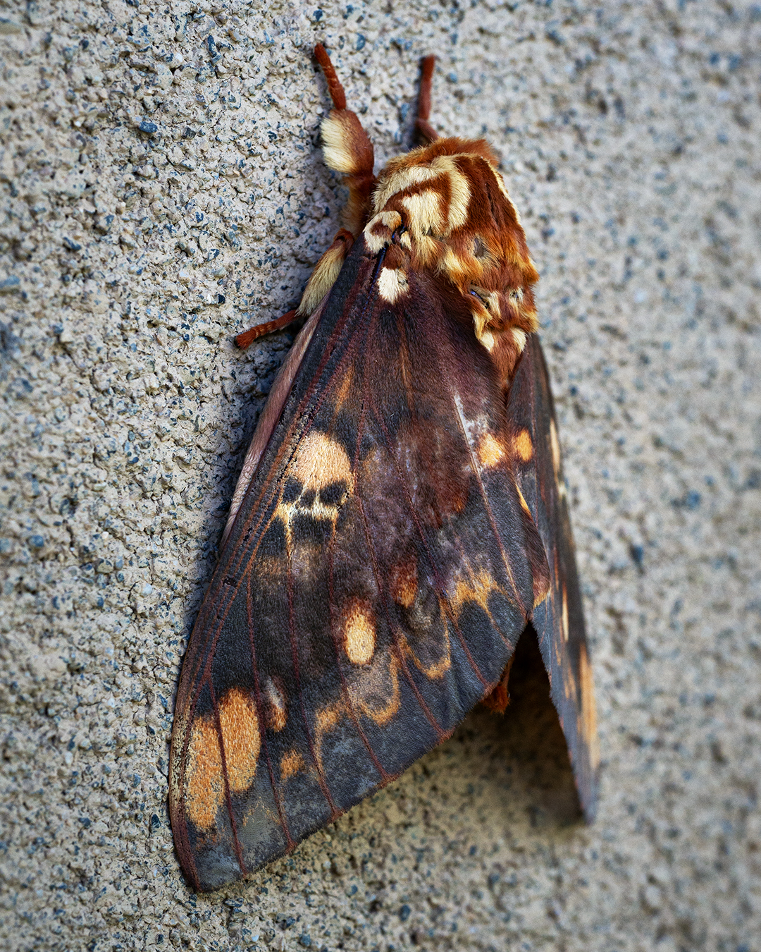 Read more about the article Skull Moth